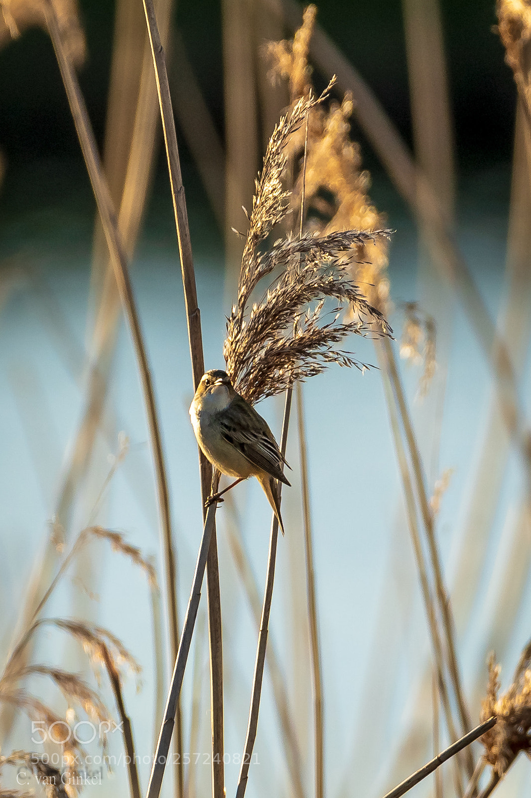Sony a7 III sample photo. Lets go bird photography