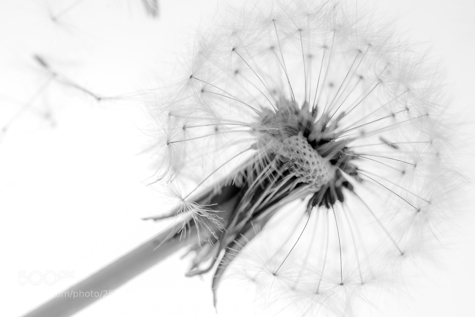 Nikon D610 sample photo. Www photography