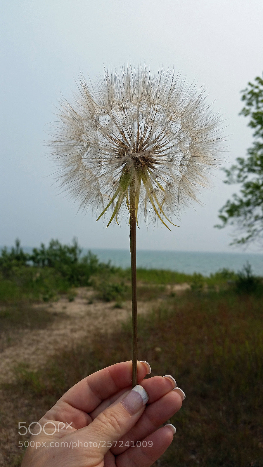 Samsung Galaxy S5 sample photo. Dandelion wish photography