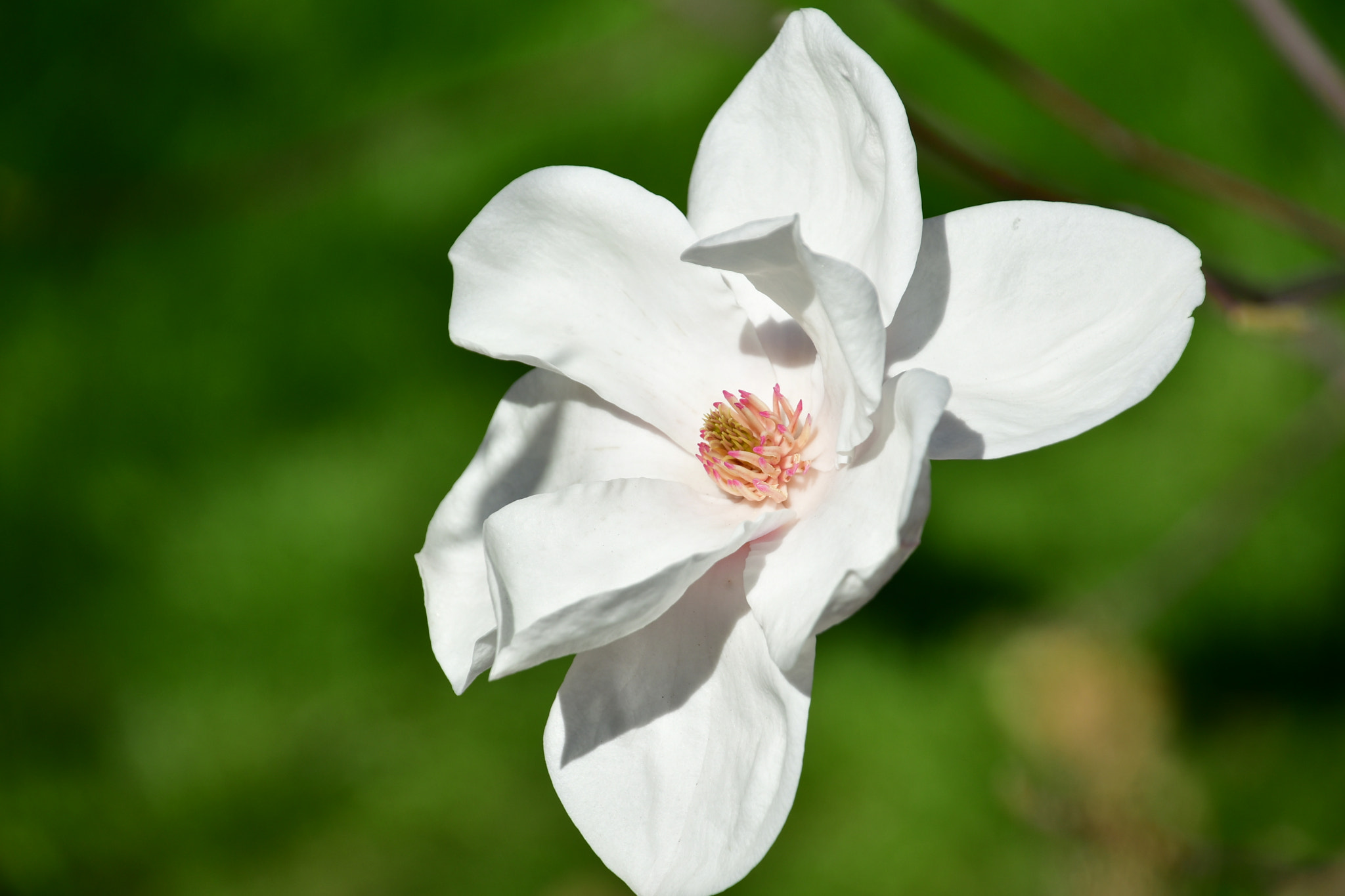 Nikon D7500 sample photo. White magnolia  photography