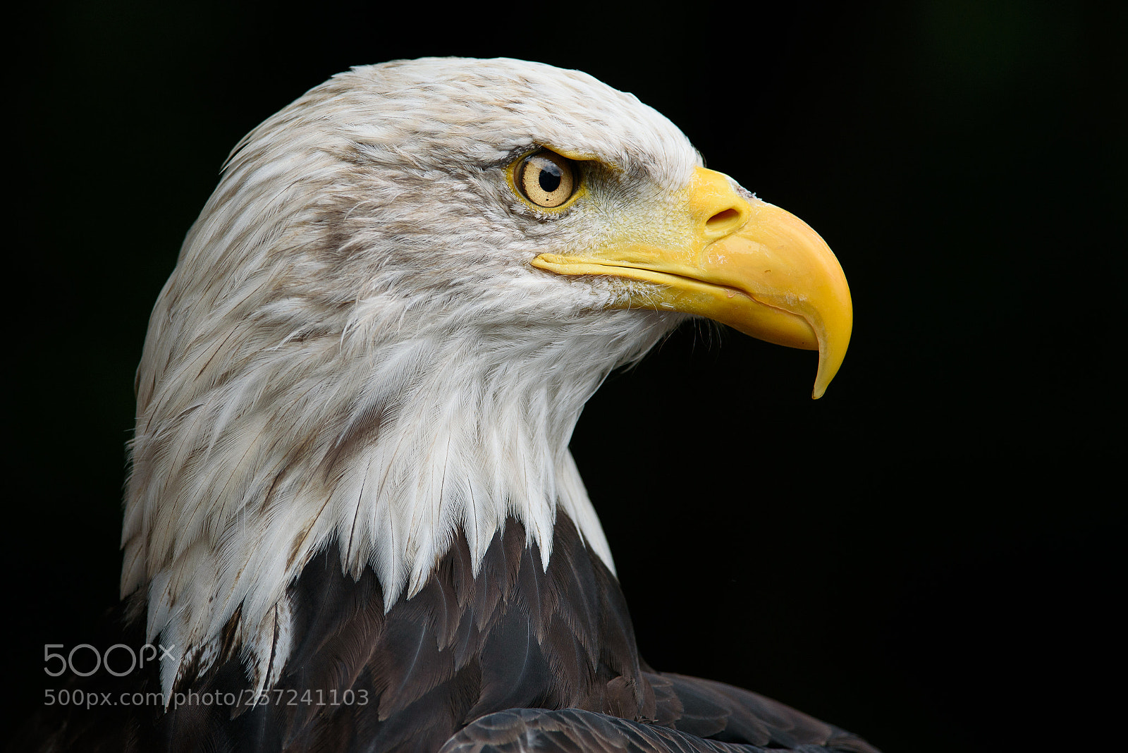 Nikon D750 sample photo. Bold eagle photography