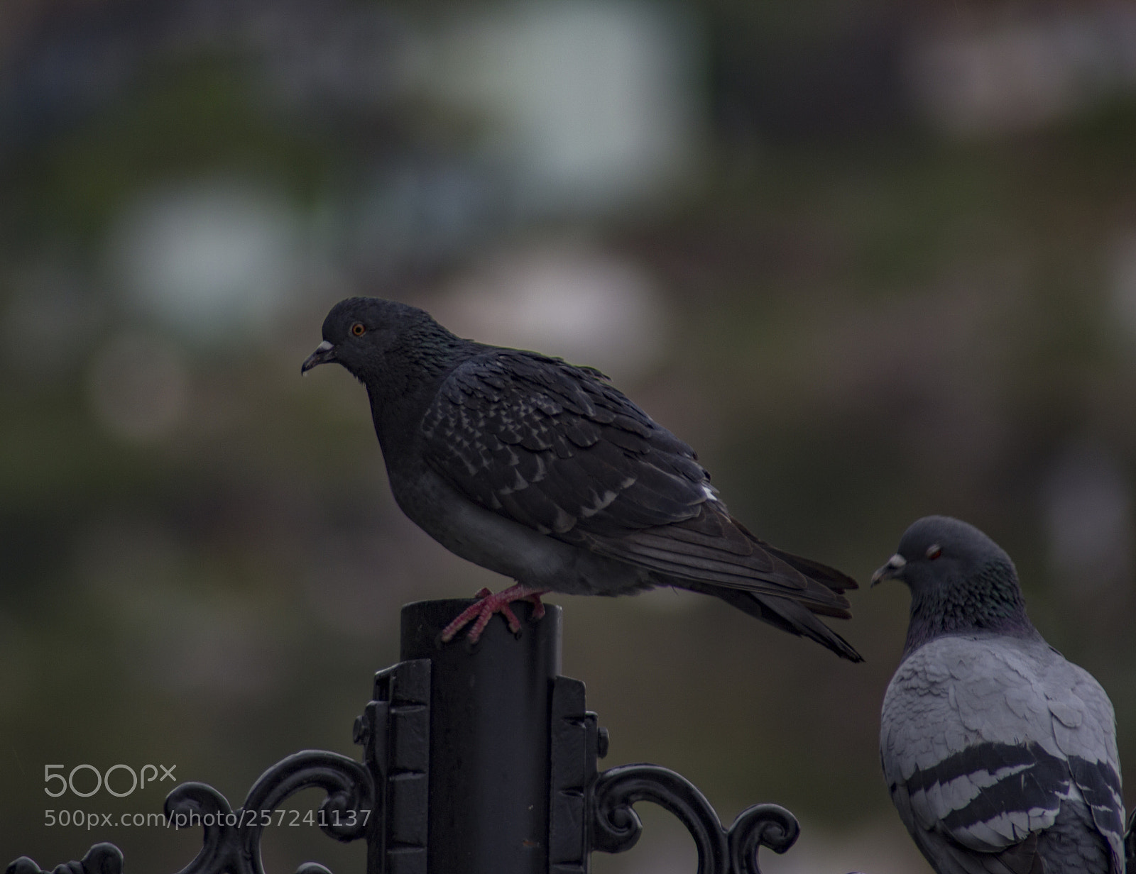 Canon EOS 60D sample photo. ,,... photography