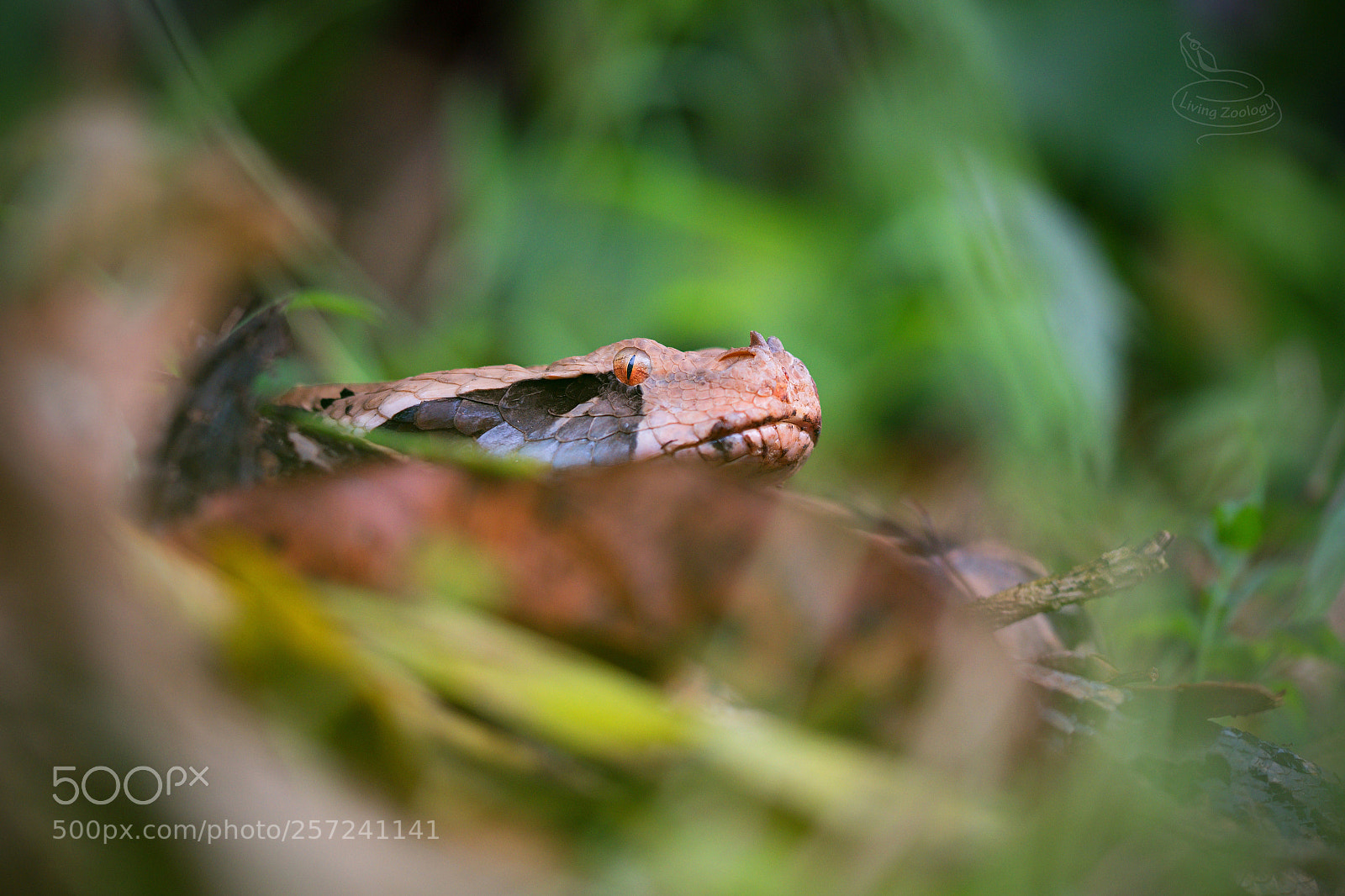 Nikon D750 sample photo. Gaboon viper (bitis gabonica) photography