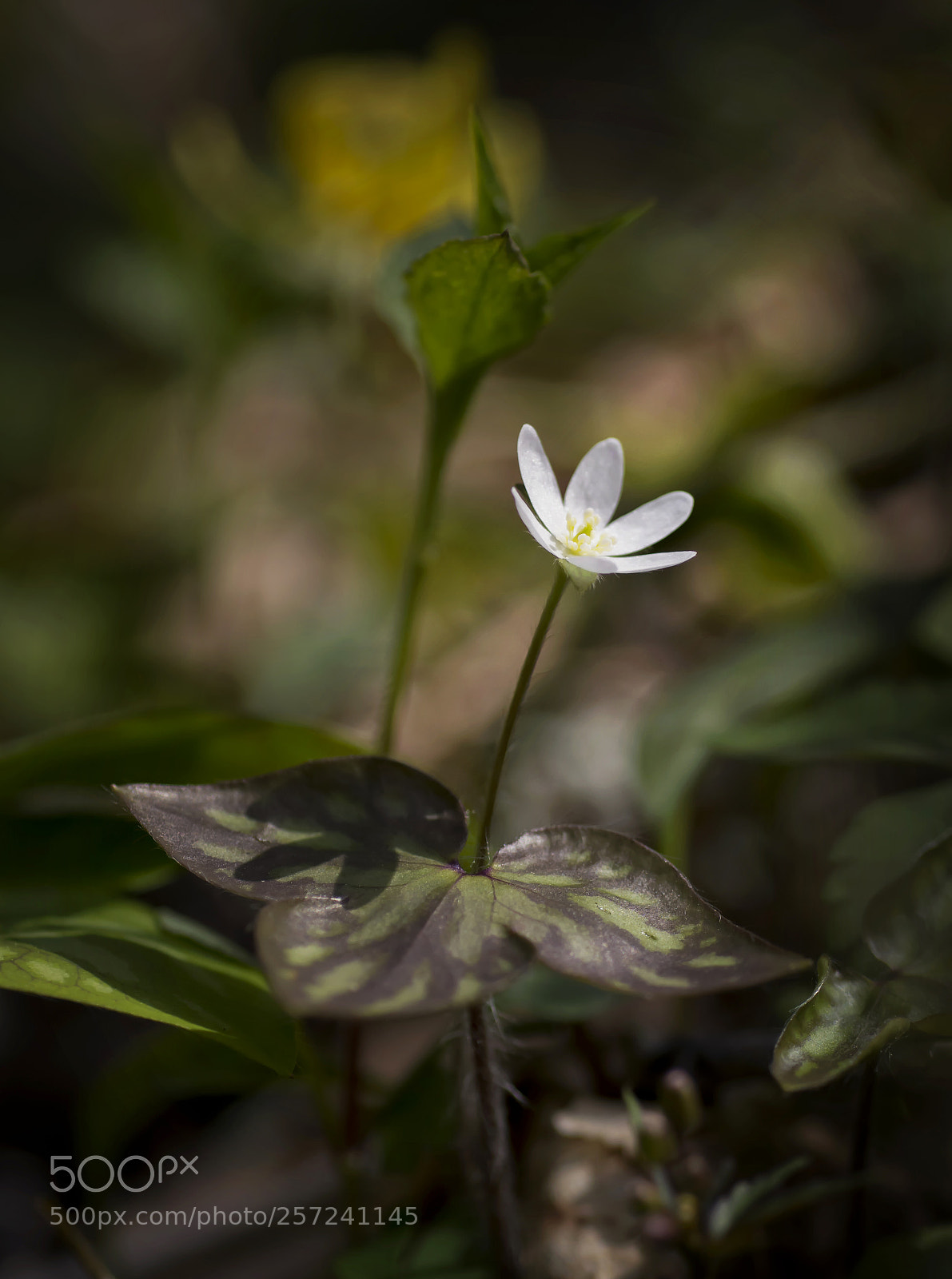 Nikon D7100 sample photo. Sharp - lobed hepatica photography