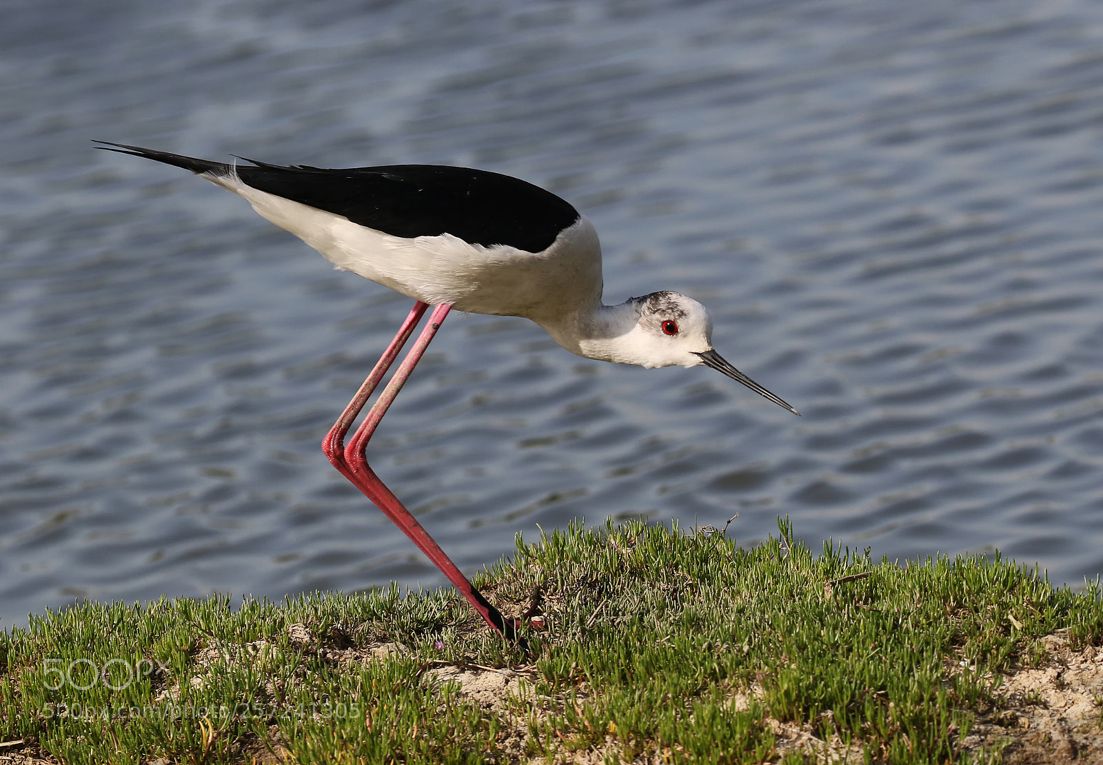 Canon EOS 7D Mark II sample photo. Common stilt photography