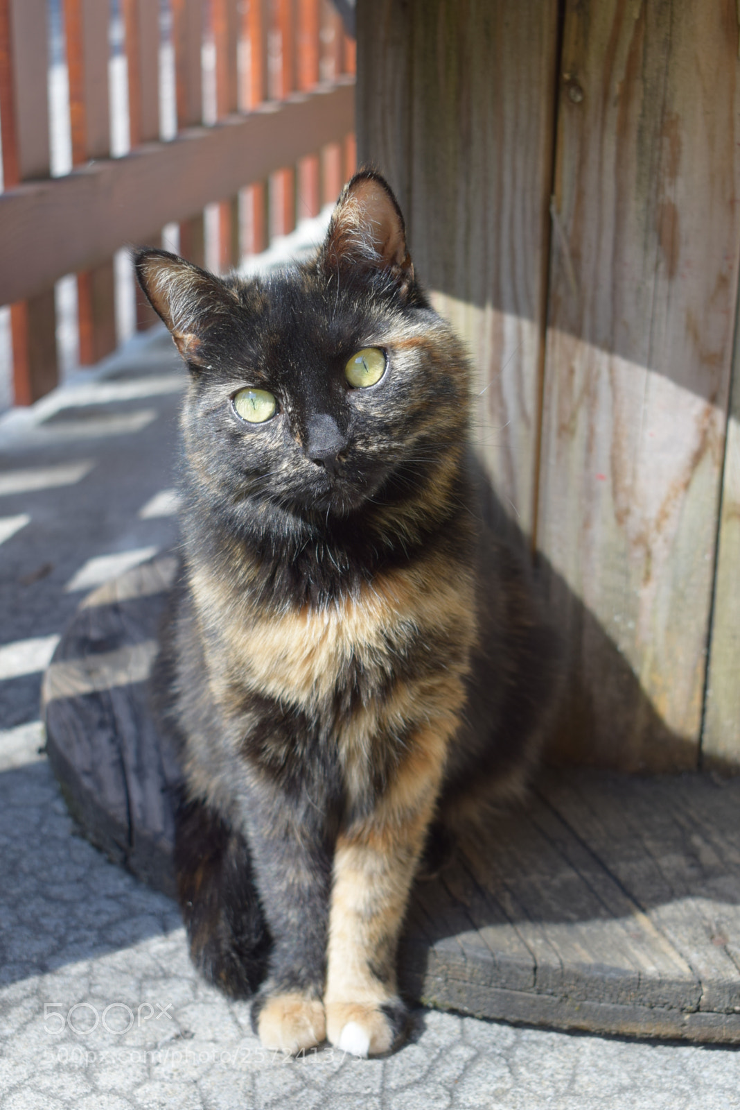 Nikon D3300 sample photo. Lucky photography