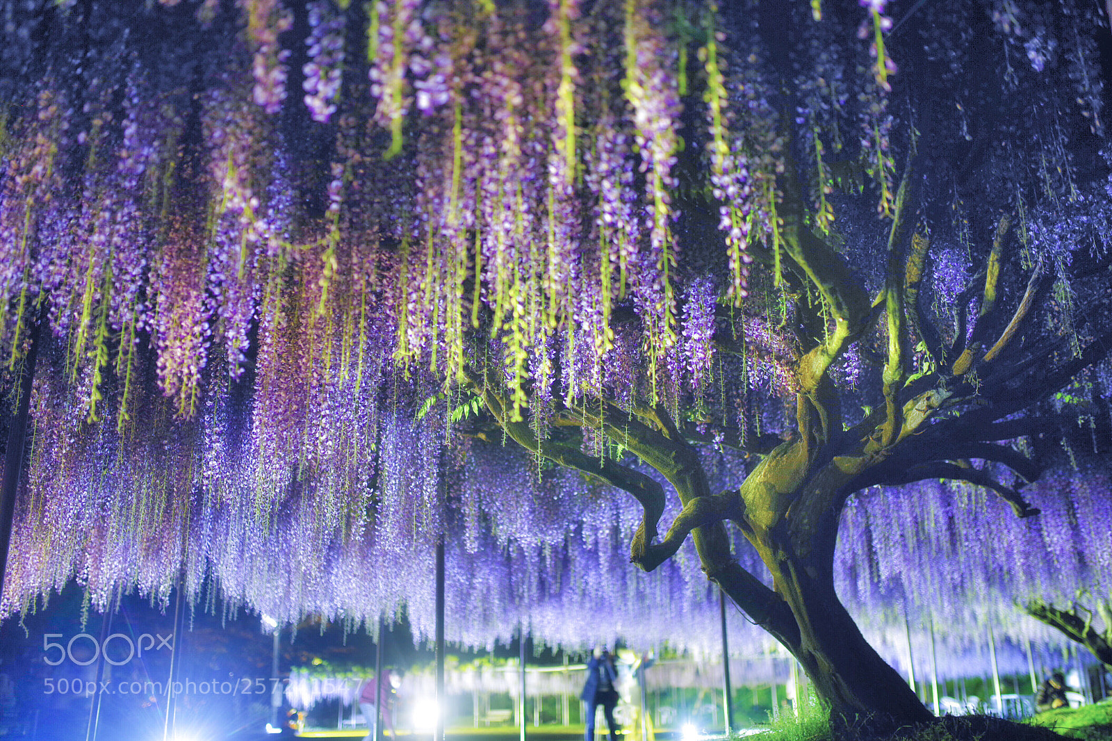 Pentax K-1 sample photo. Wisteria shower photography