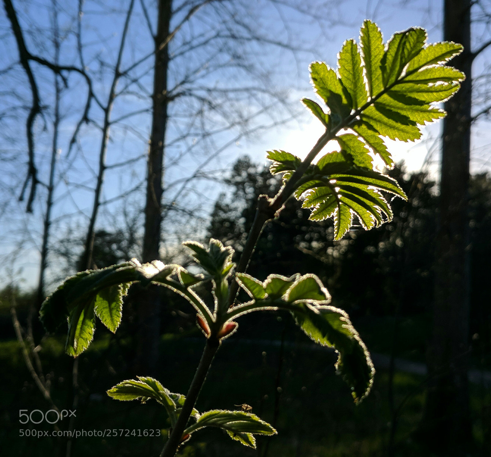 LG G6 sample photo. Glowing rowan photography