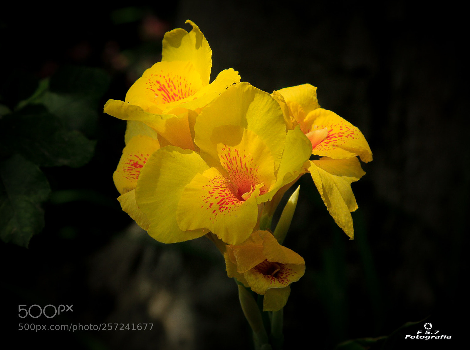Canon EOS 7D sample photo. Flores de alhambra 9 photography