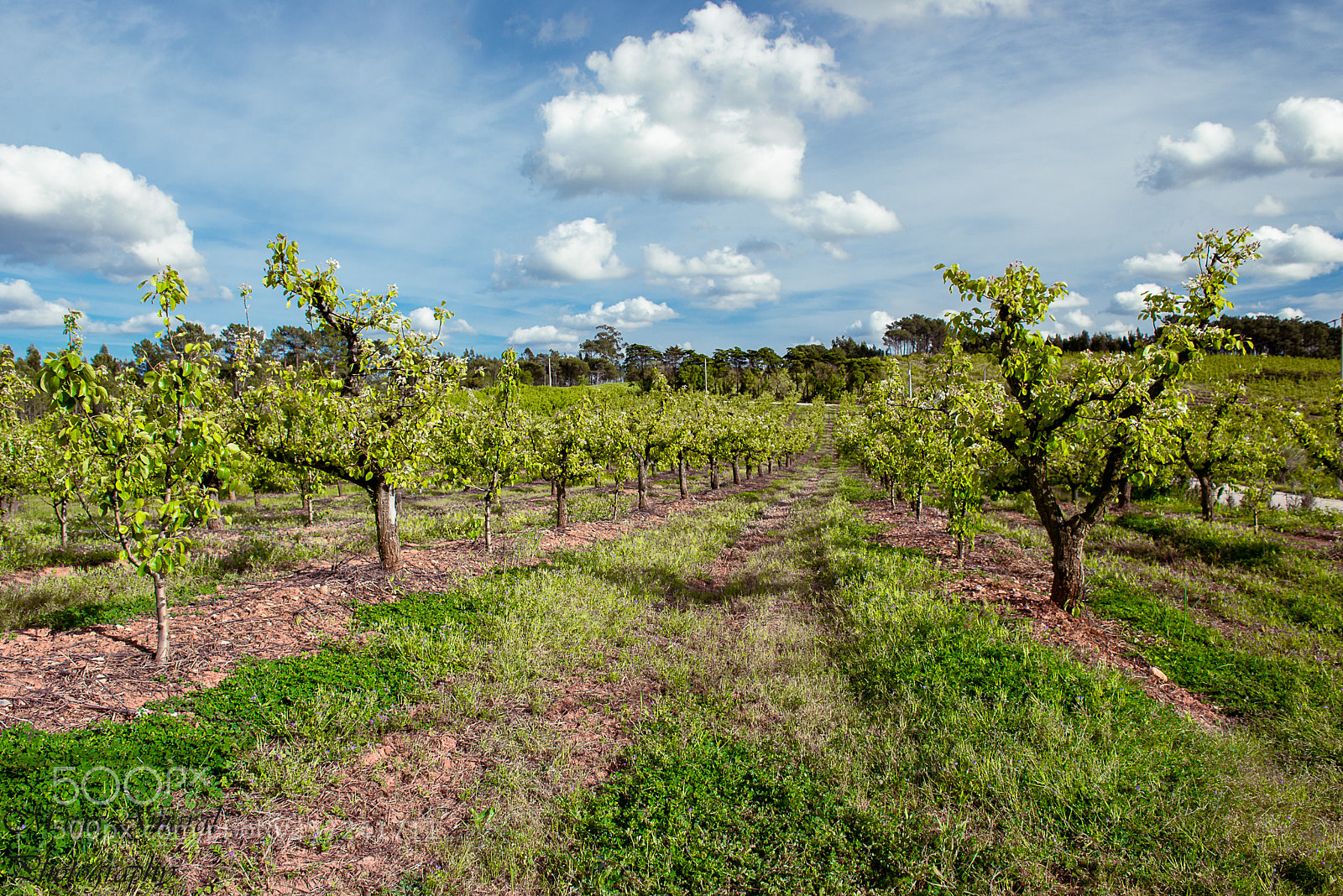 Nikon D610 sample photo. A primavera é verde... photography