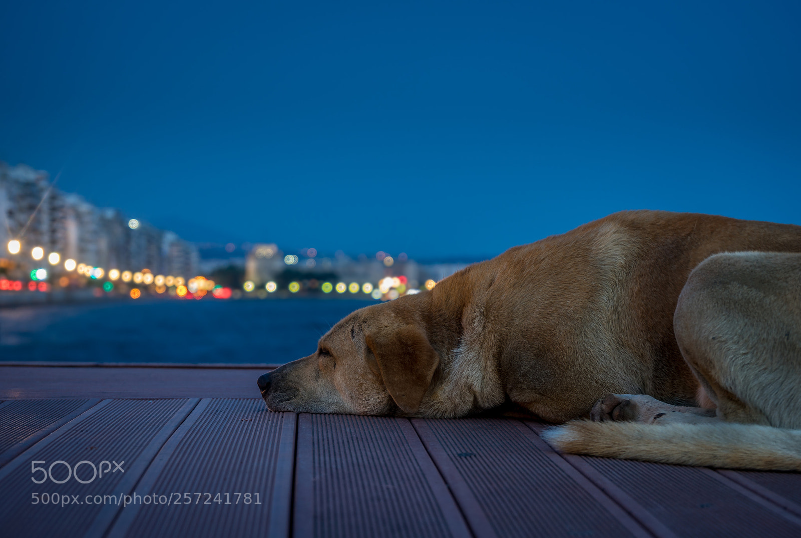 Sony a7 II sample photo. Chillin' photography