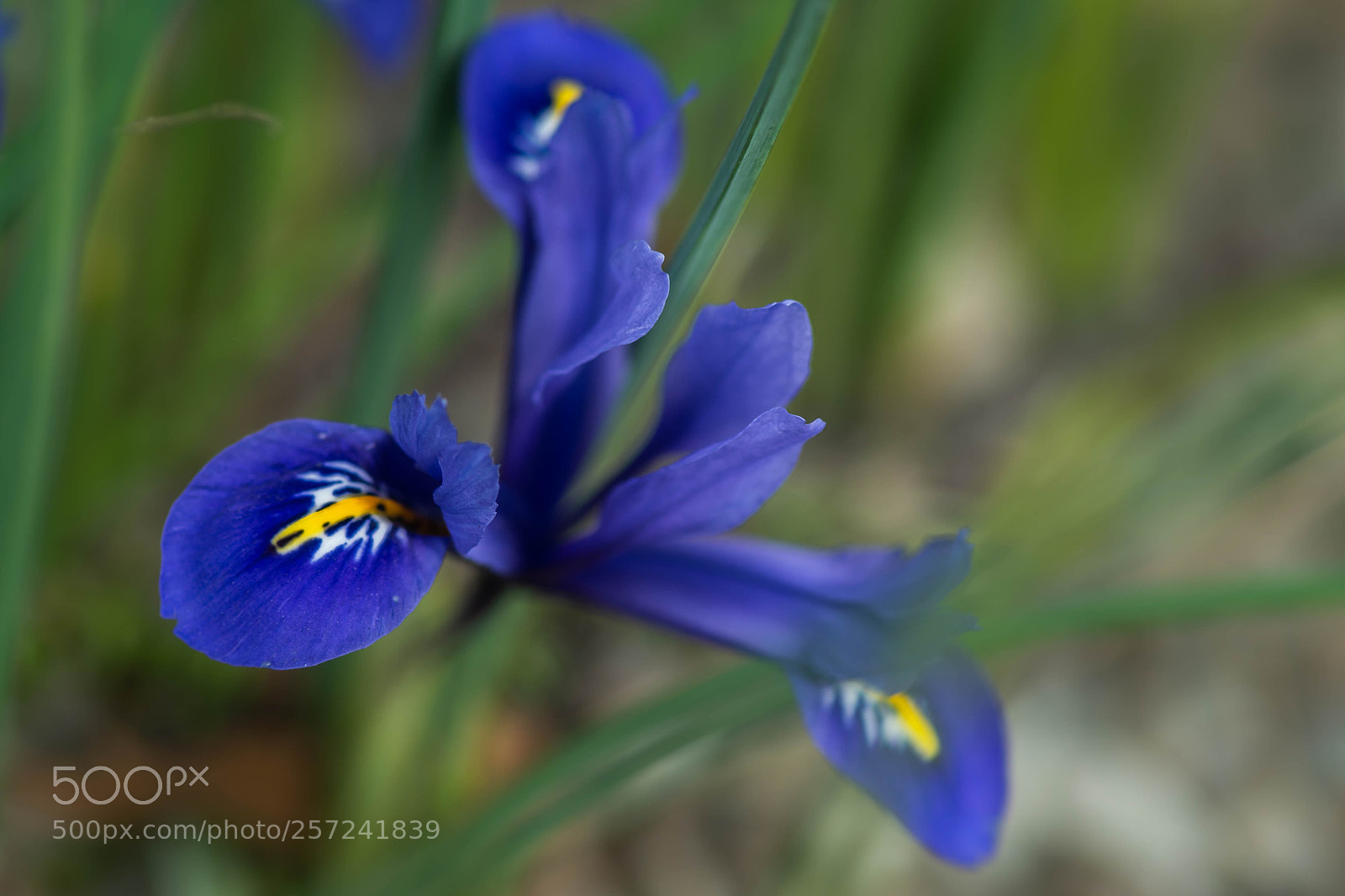 Sony a99 II sample photo. Beautiful small blue flower photography