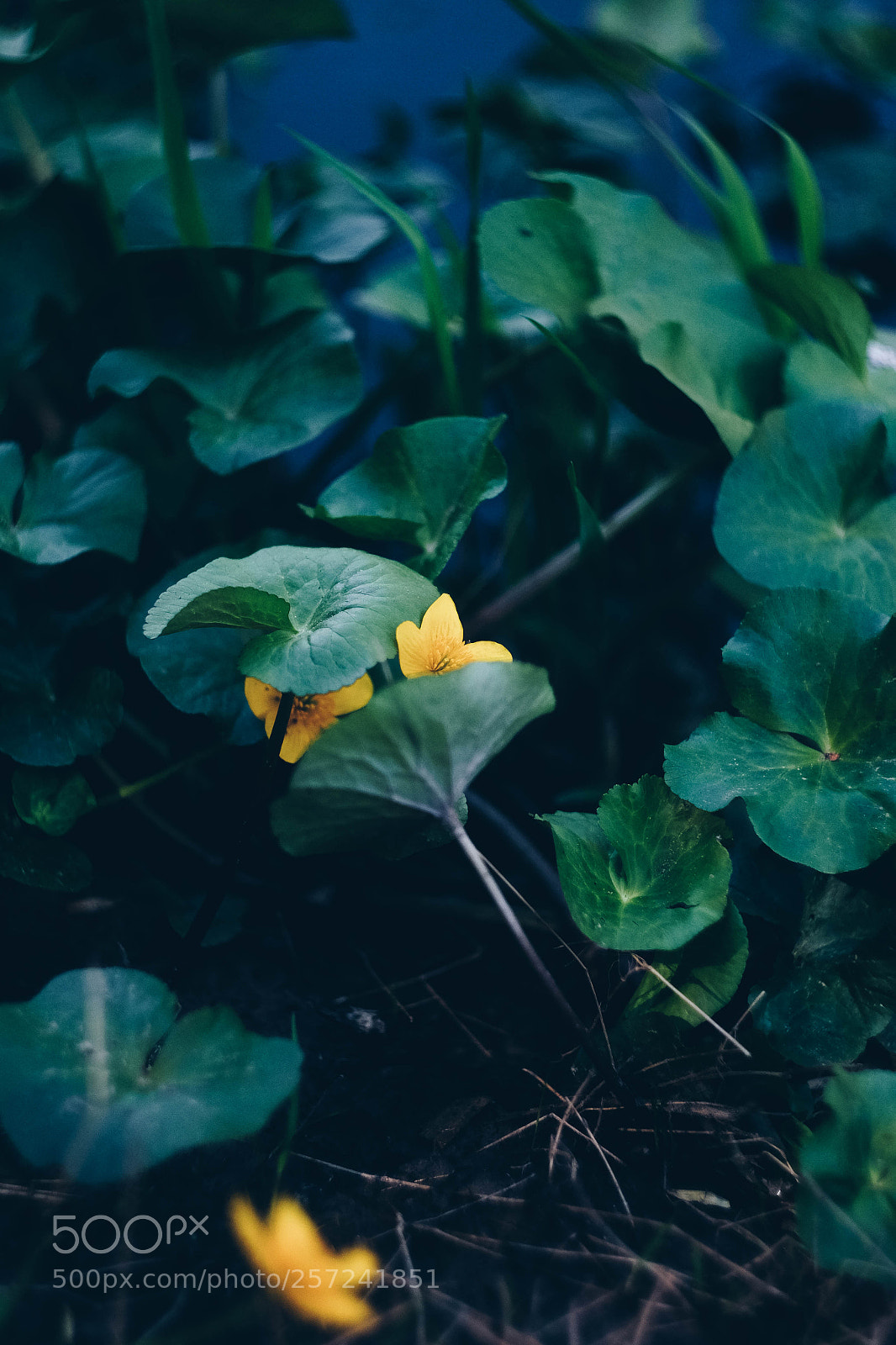 Fujifilm X-T10 sample photo. Hiding flower photography