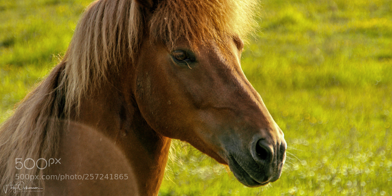 Canon EOS 7D sample photo. A pony enjoying the photography