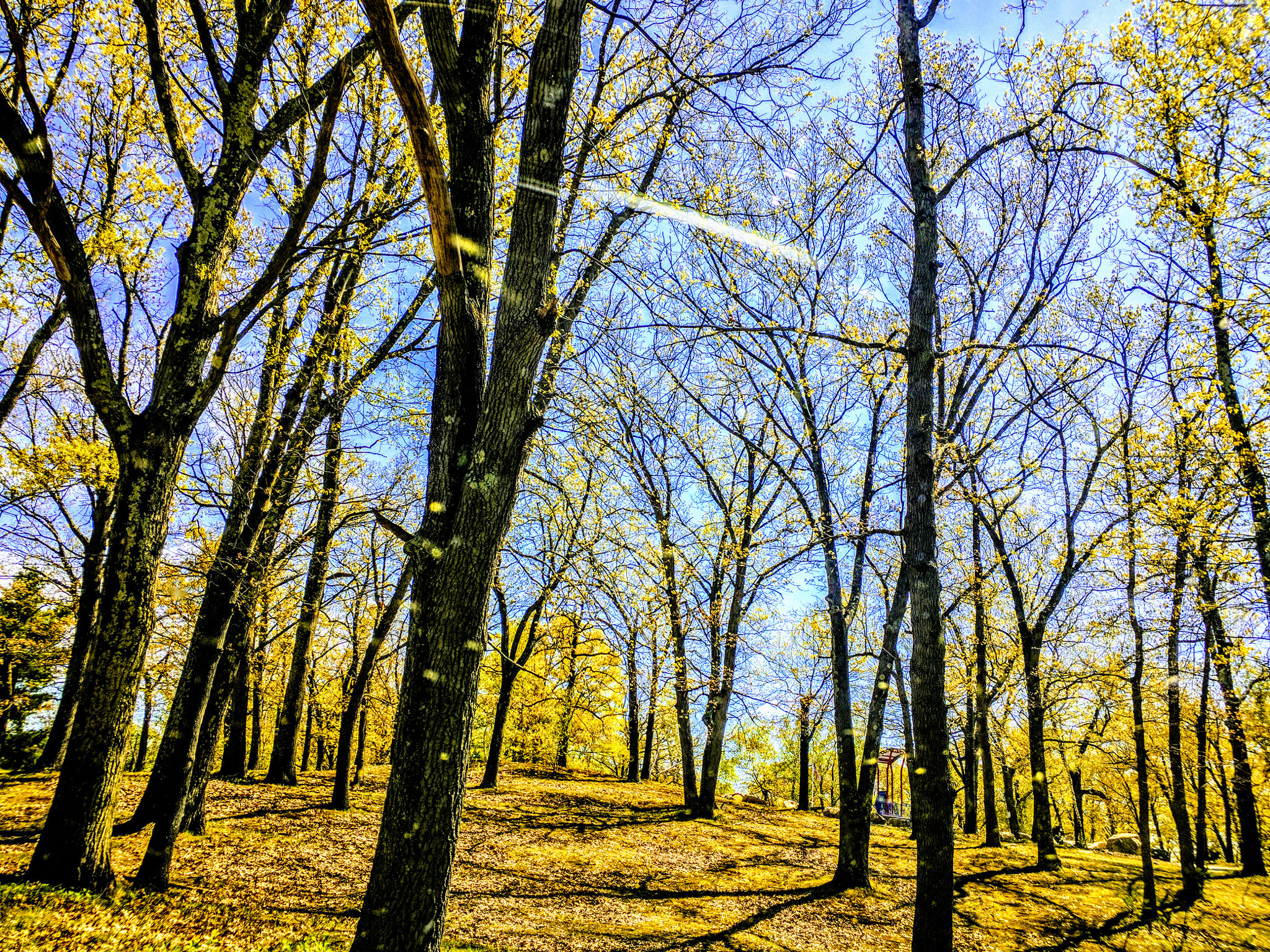 Motorola Nexus 6 sample photo. Jungle fever photography