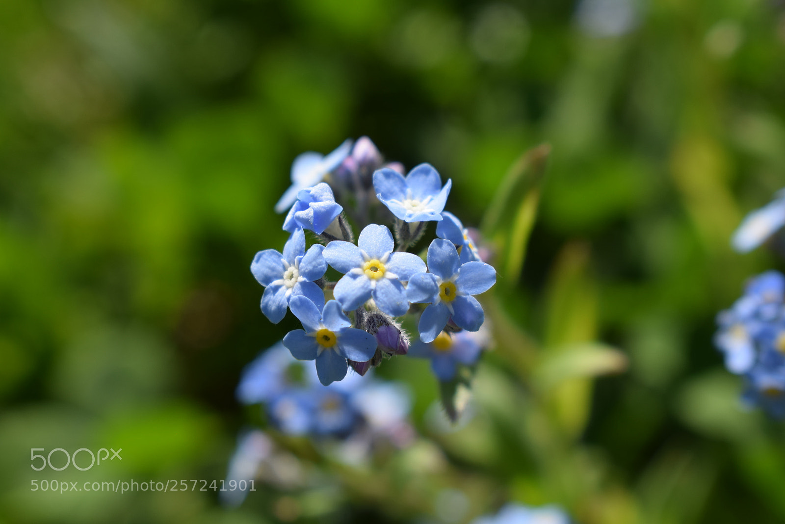 Nikon D3300 sample photo. Petite fleur bleu photography