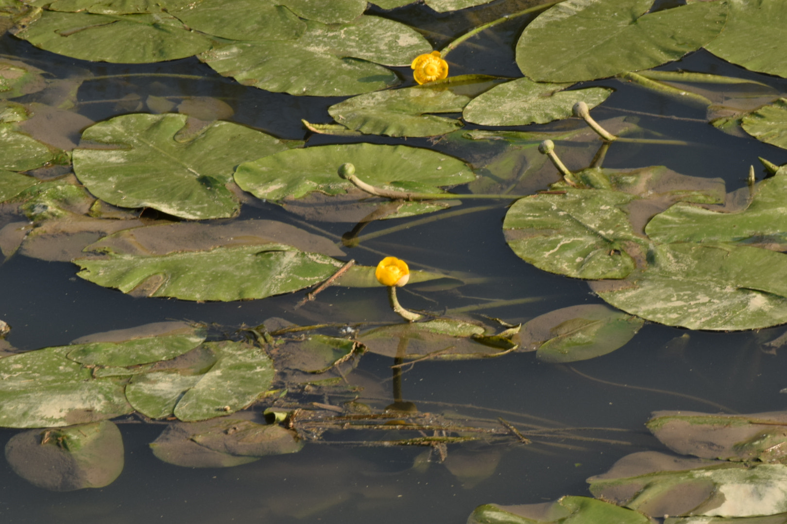 Nikon D5300 sample photo