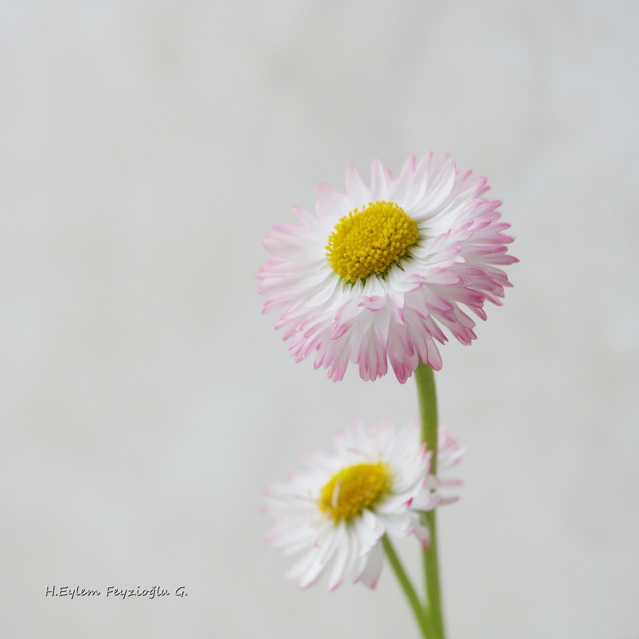 Samsung NX2000 sample photo. Flower photography