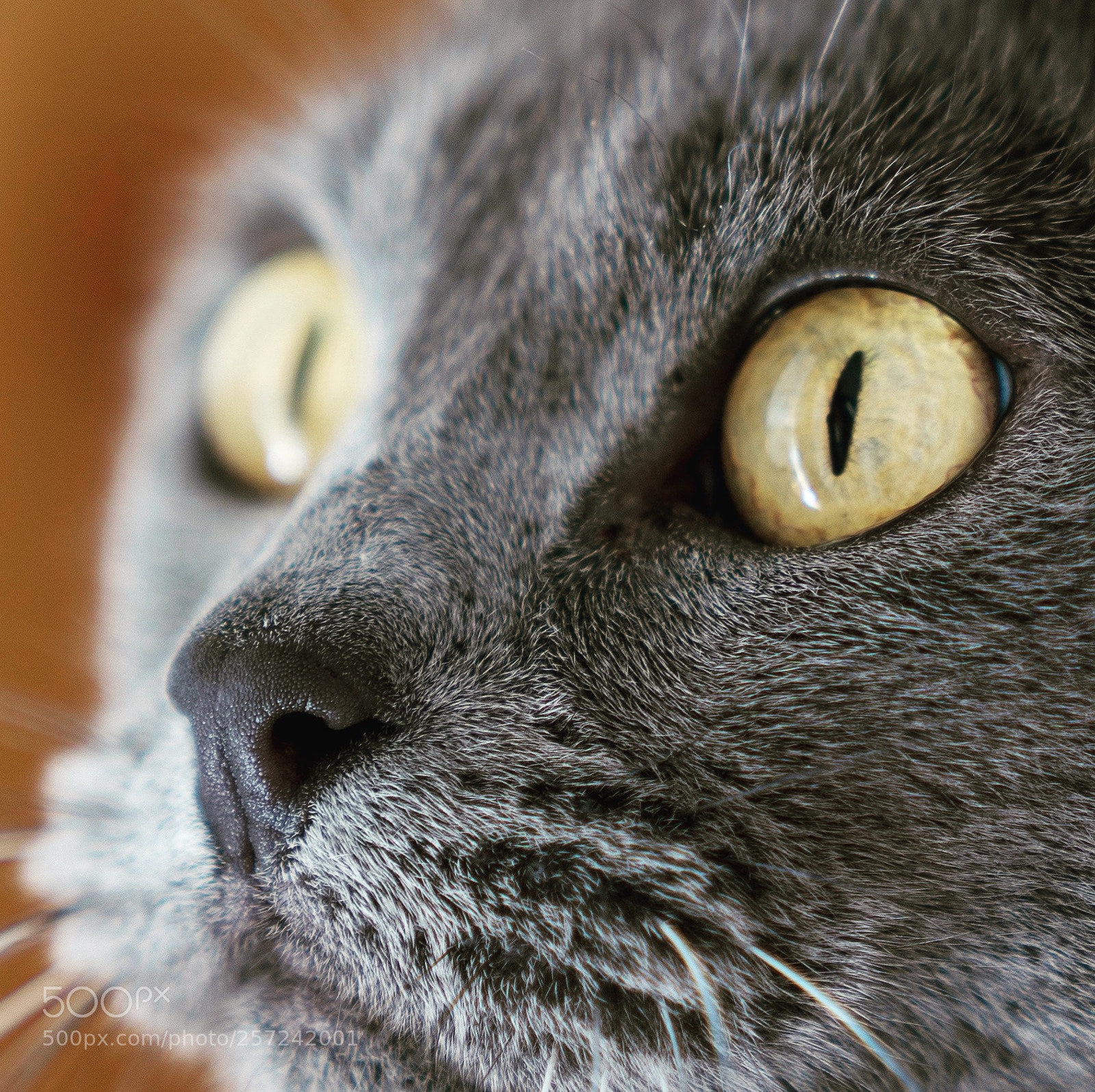 Sony a7 III sample photo. Cateyes photography