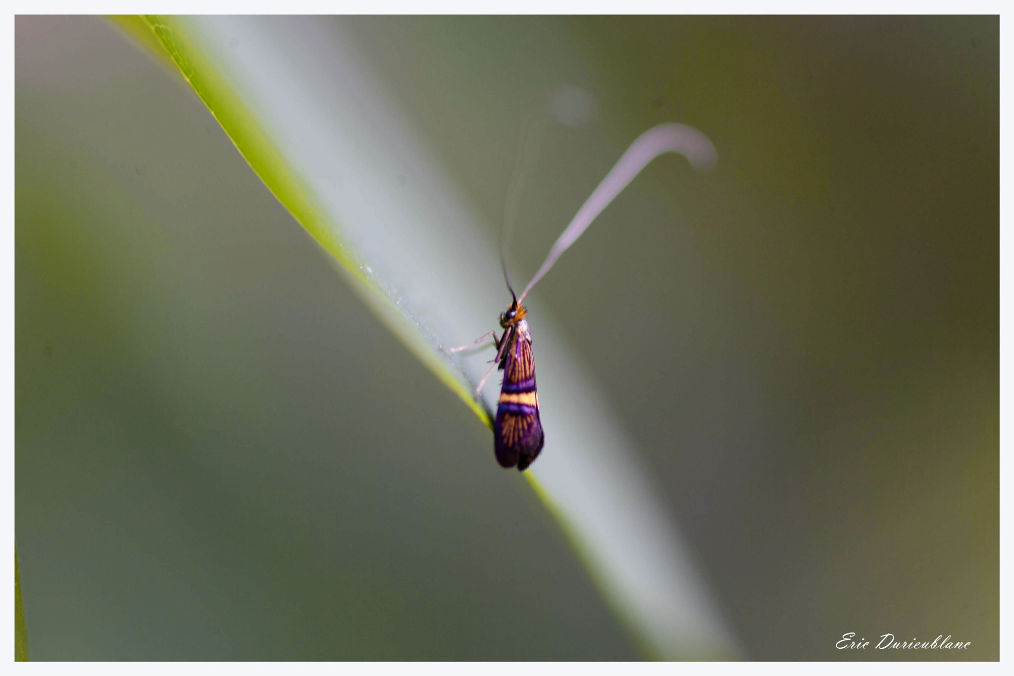 Canon EOS-1D Mark II sample photo