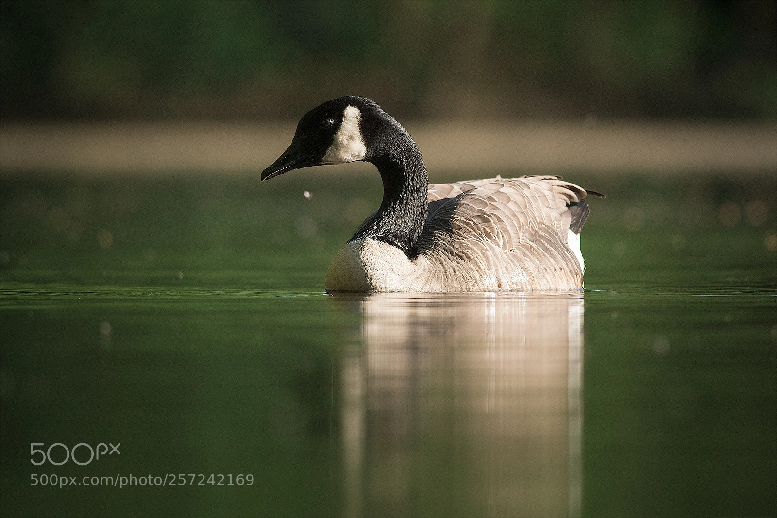 Nikon D500 sample photo. Goose... photography