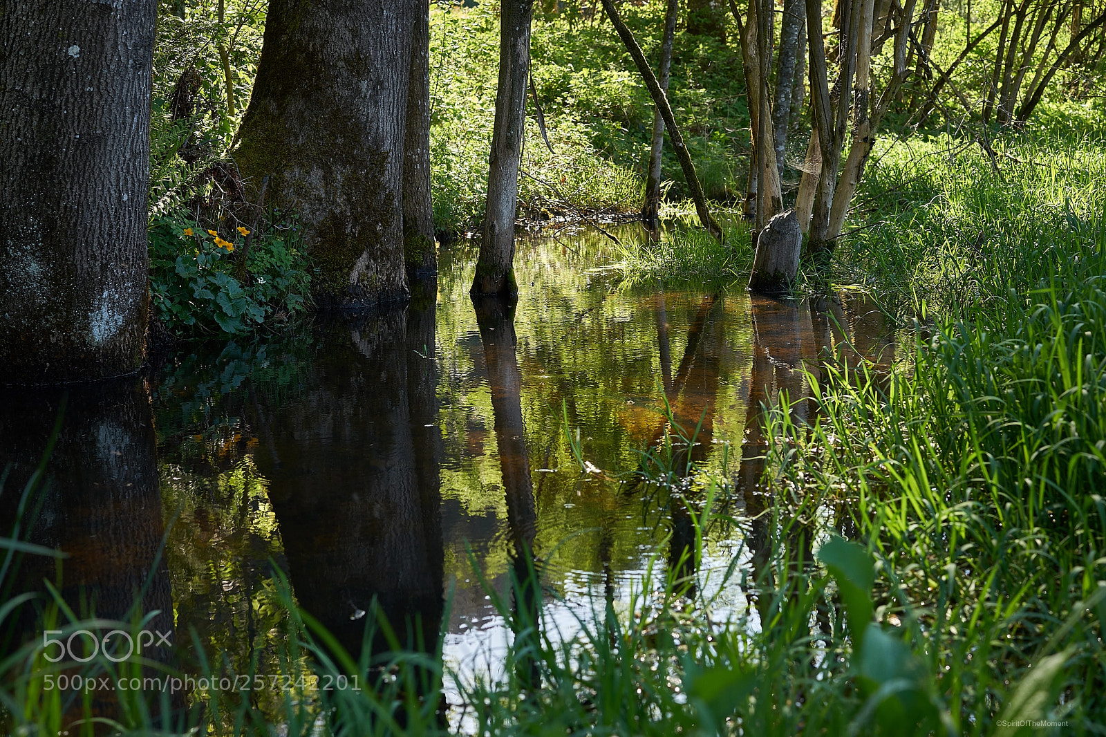 Sony a7 II sample photo. One spring evening at photography