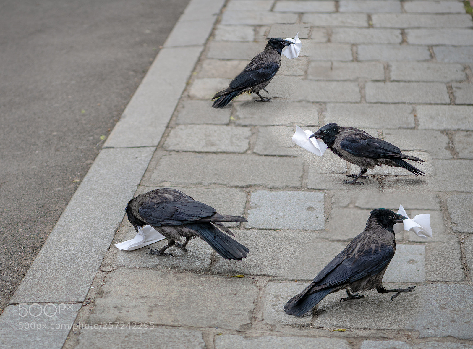 Nikon D850 sample photo. The clean-up crew :) photography