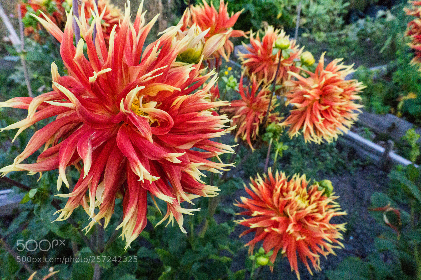 Sony a6000 sample photo. Fiery photography