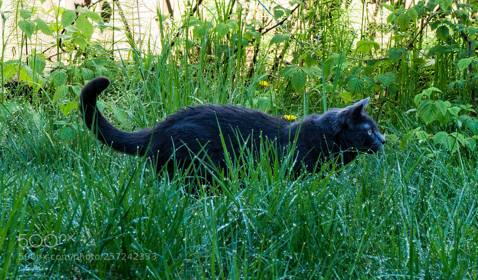 Sony a6000 sample photo. Predator photography