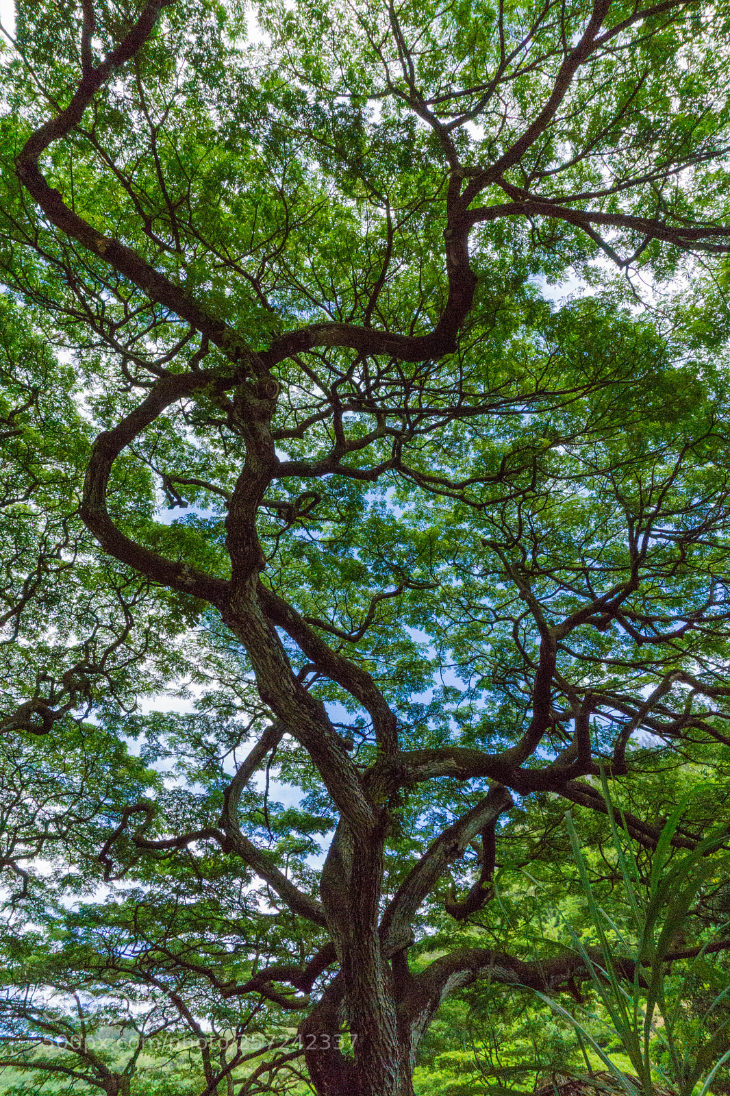 Sony a6000 sample photo. Branching photography