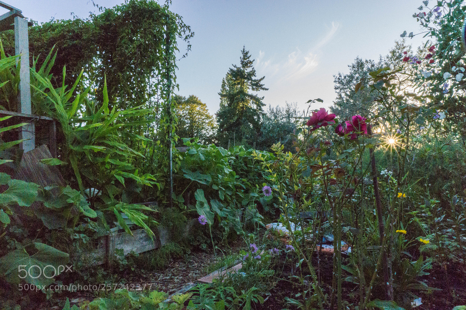 Sony a6000 sample photo. Green paradise photography