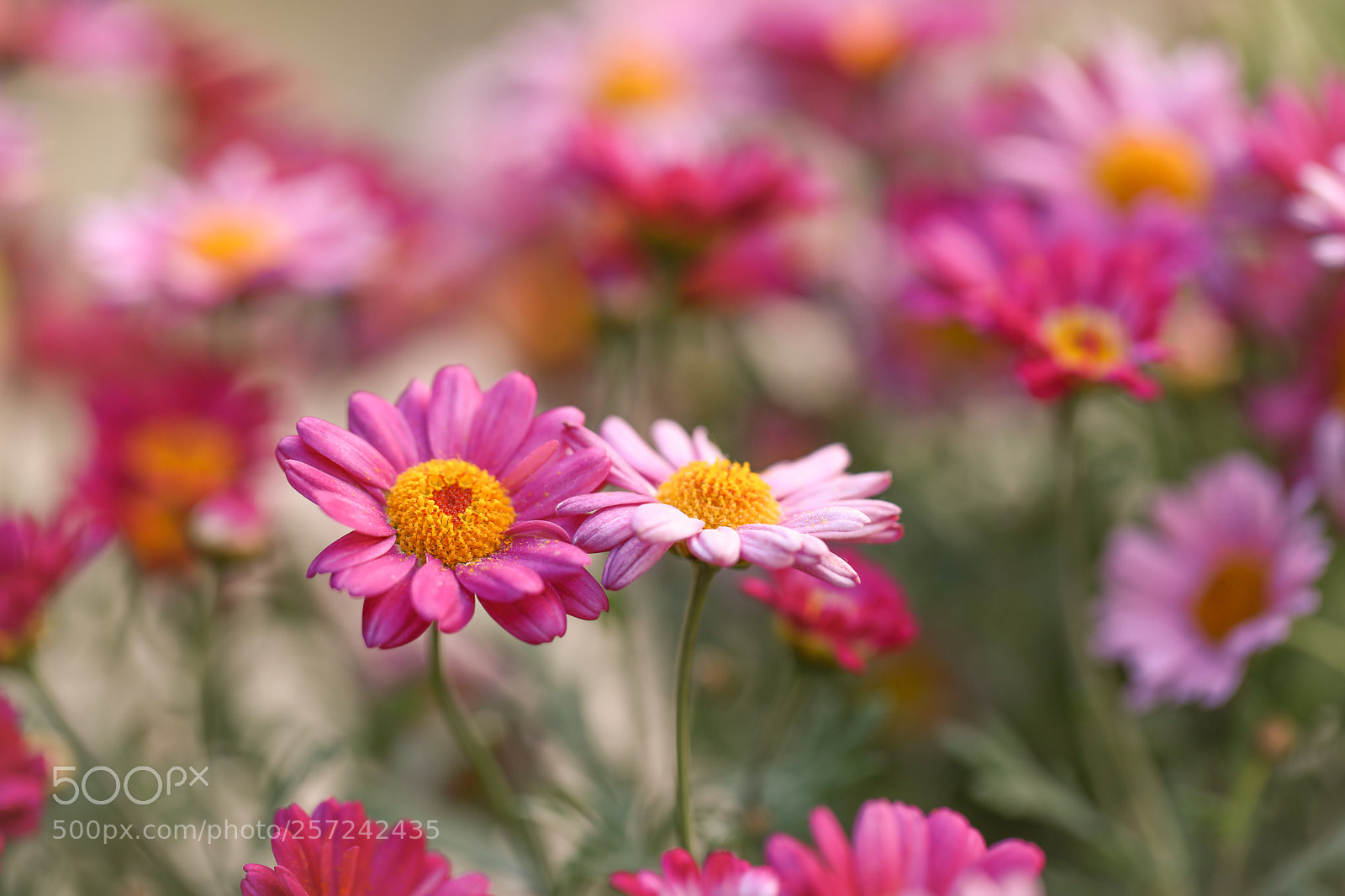 Canon EOS 5D Mark IV sample photo. Sea of flowers photography
