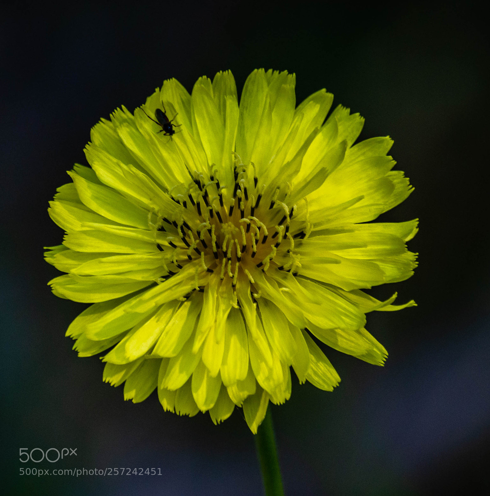 Nikon D7200 sample photo. Dandelion photography