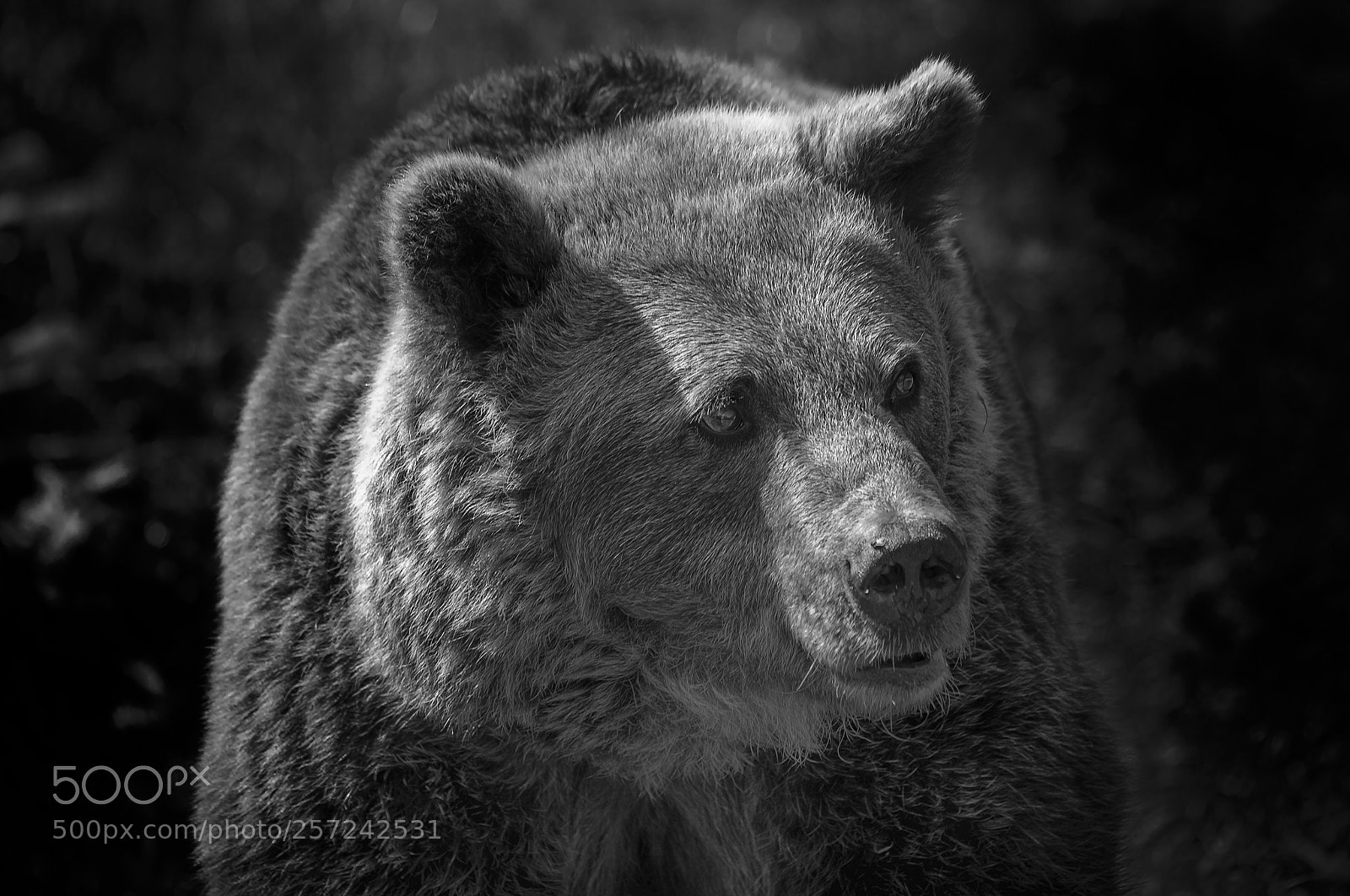 Nikon D5200 sample photo. Black bear portrait photography