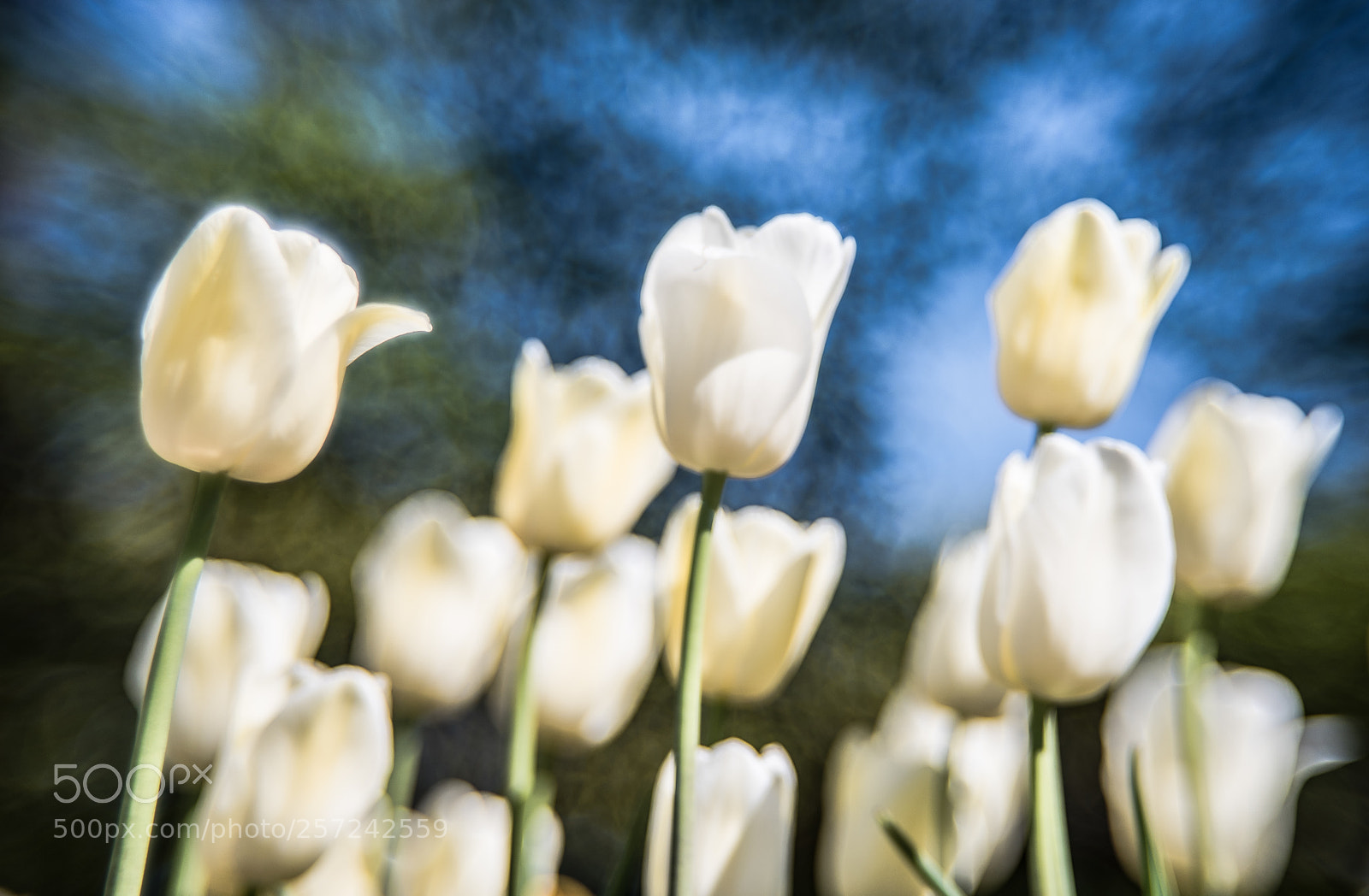 Nikon D750 sample photo. White tulips photography
