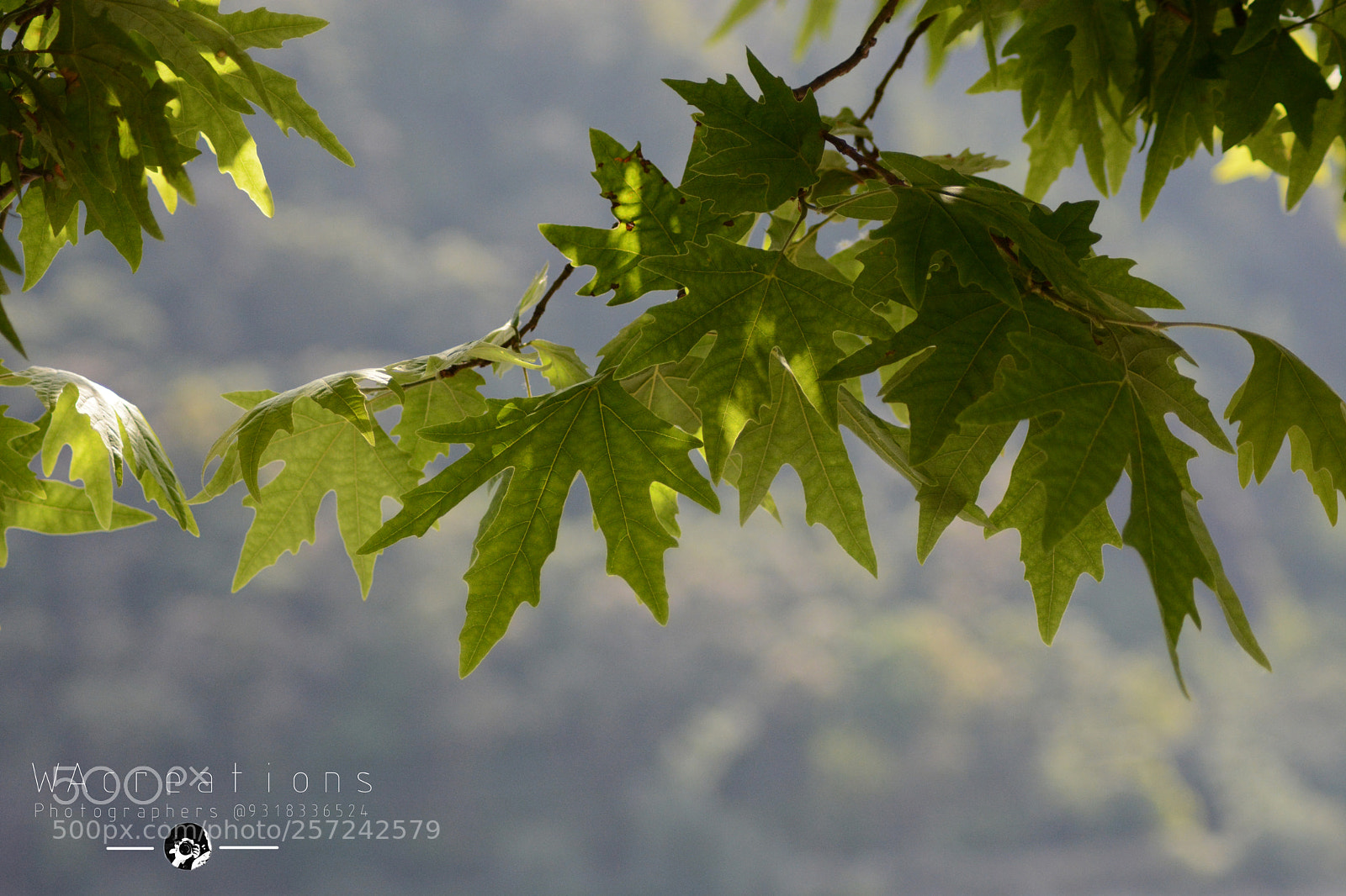 Nikon D5200 sample photo. Untitled photography
