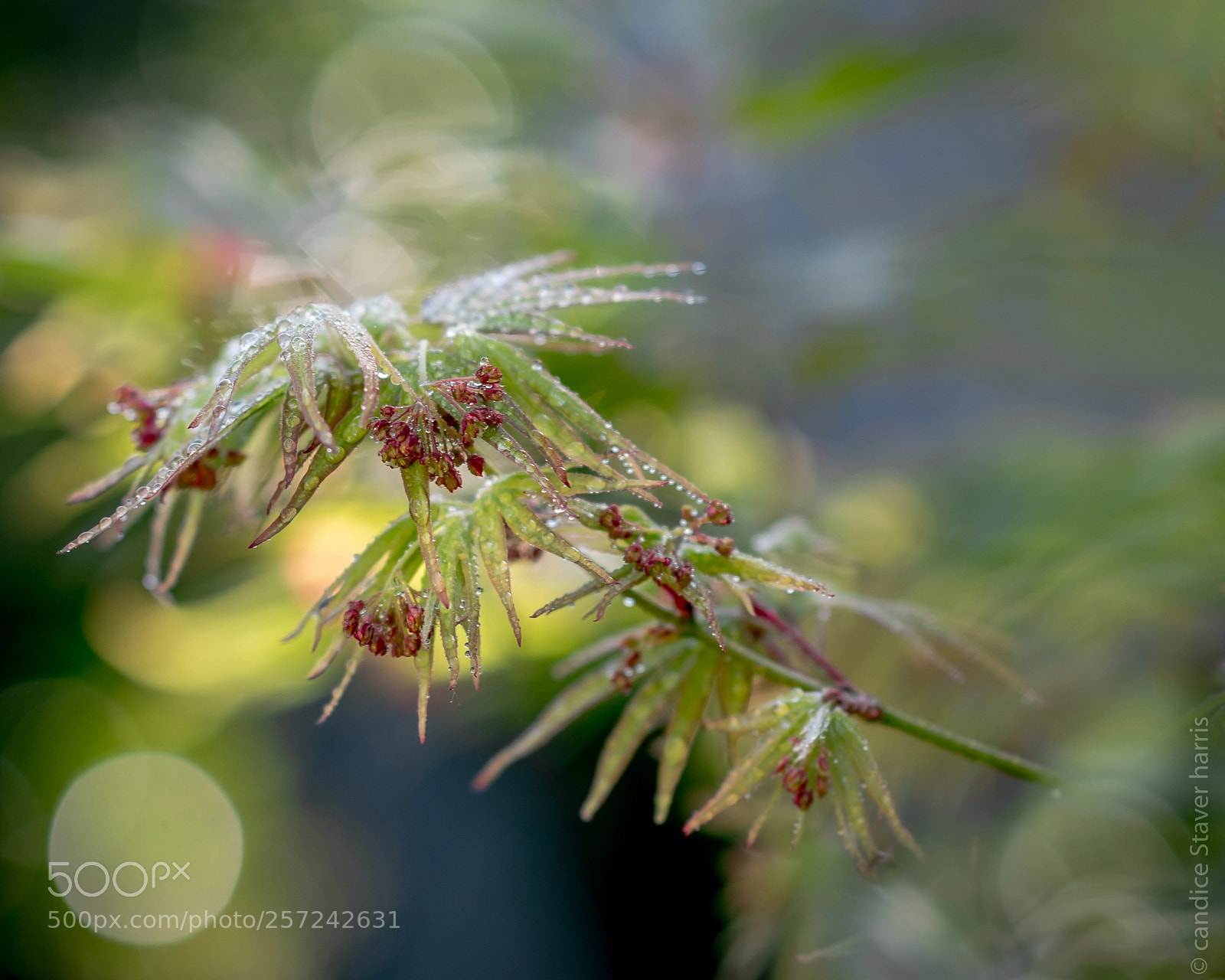 Nikon D750 sample photo. Japanese maple photography