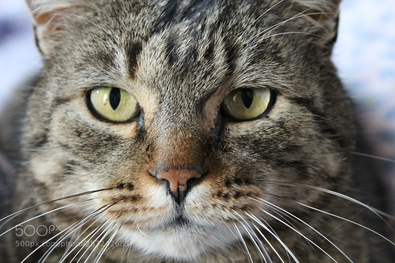 Canon EOS 1100D (EOS Rebel T3 / EOS Kiss X50) sample photo. Casper, 8 maggio 2018 photography