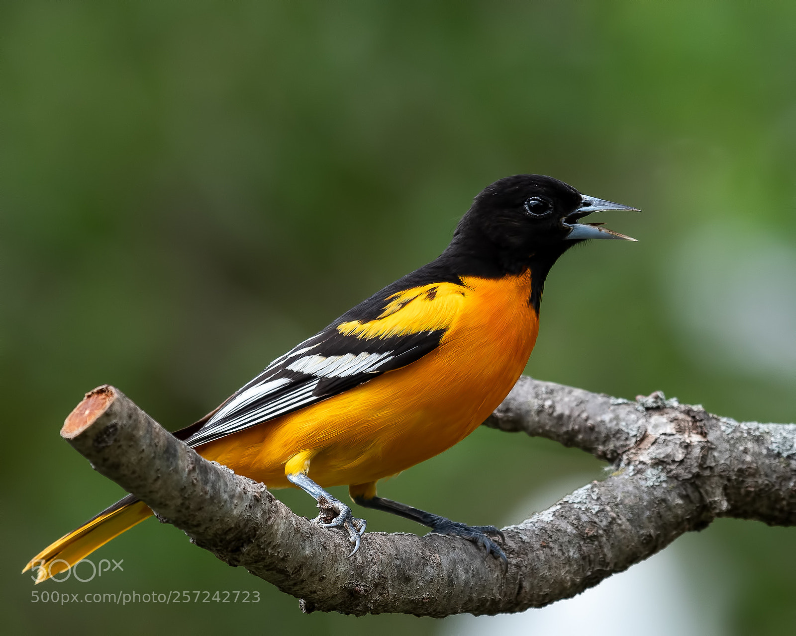 Nikon D500 sample photo. Baltimore oriole photography