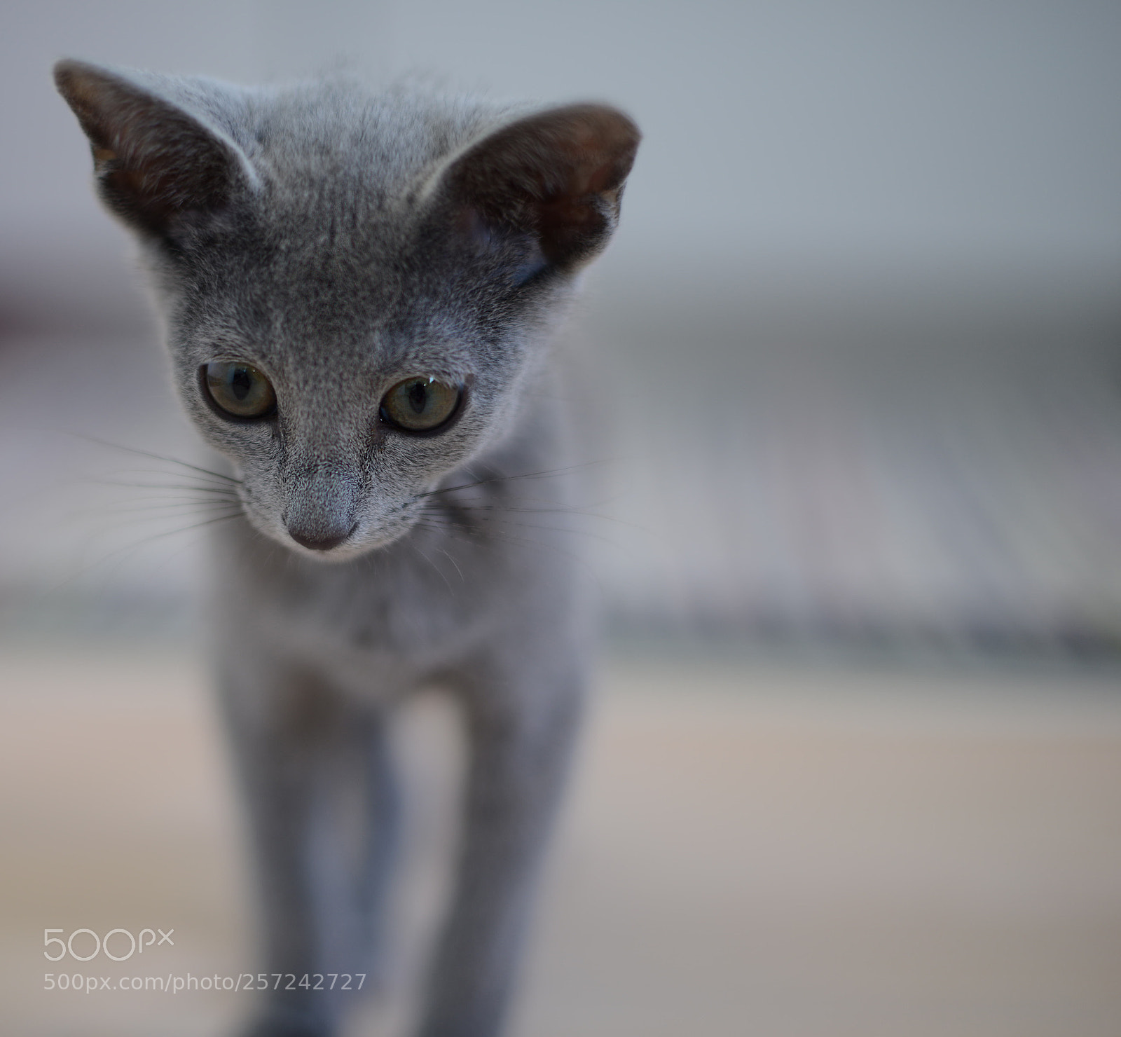 Nikon D800 sample photo. Inka photography
