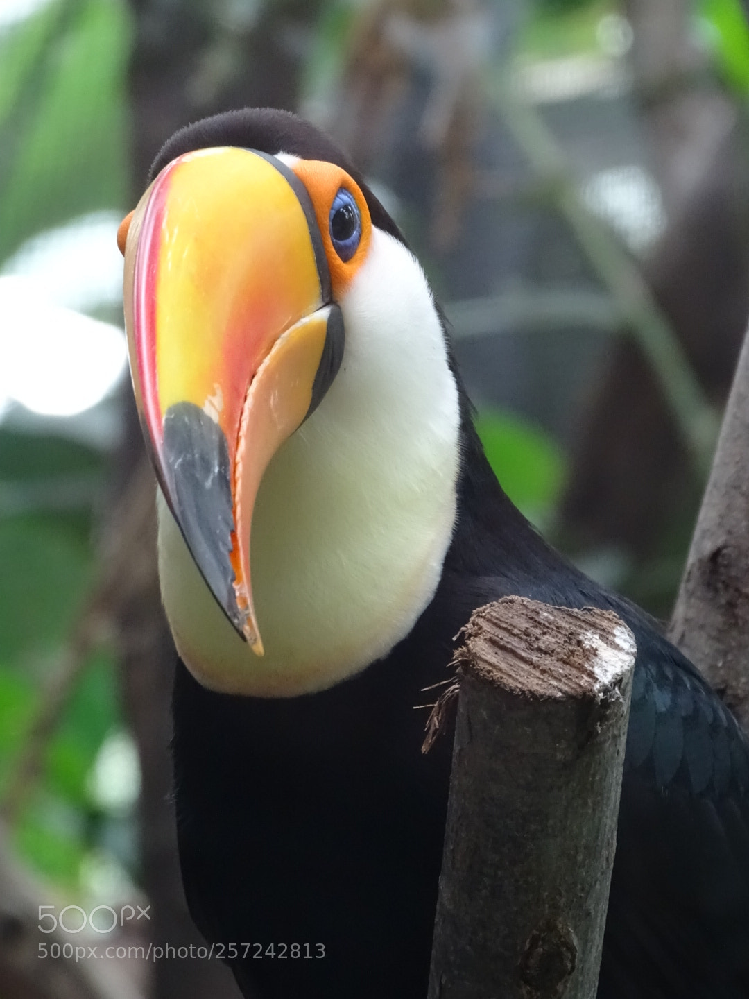 Sony Cyber-shot DSC-HX400V sample photo. Toucan photography
