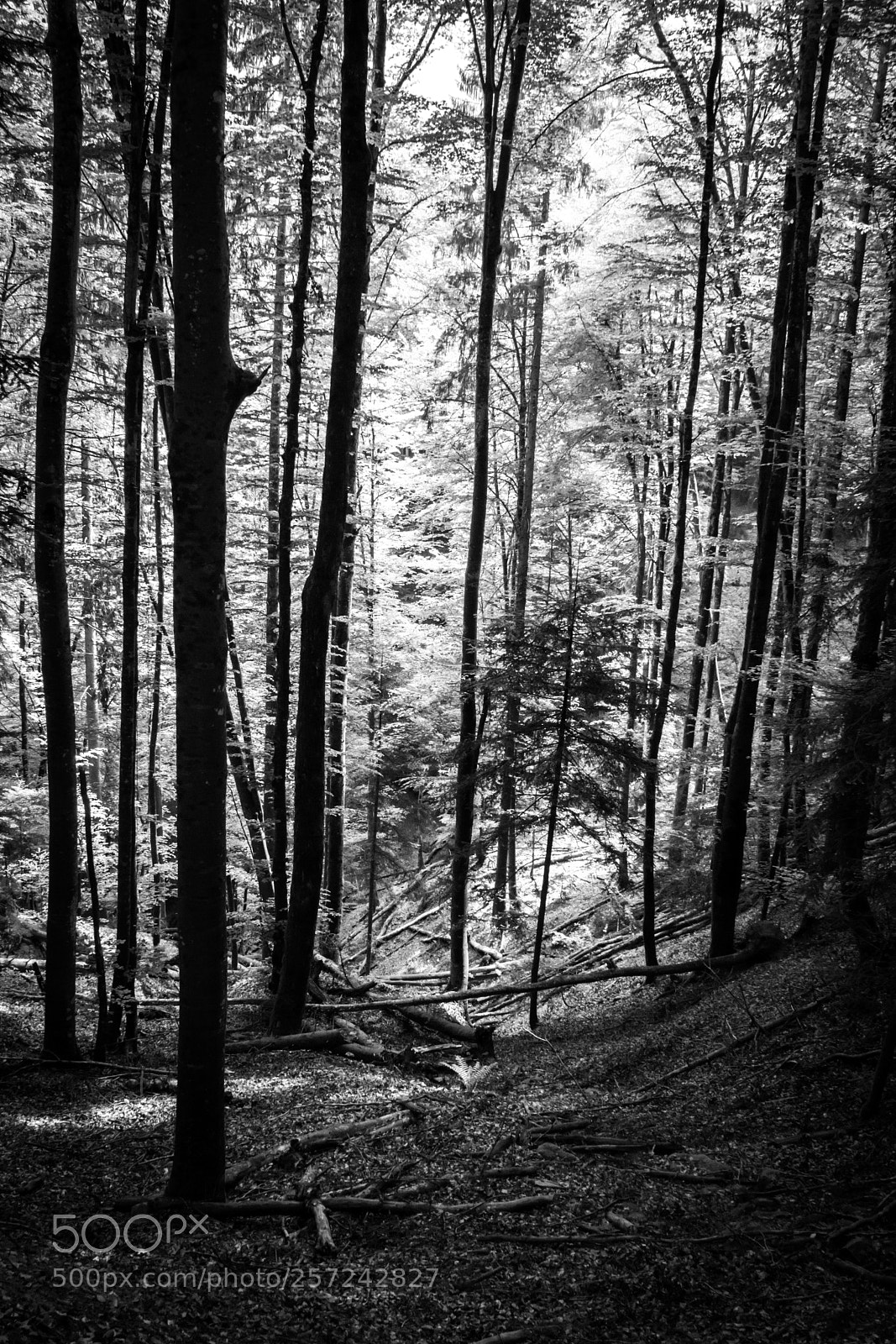 Sony SLT-A65 (SLT-A65V) sample photo. Mystical forest in the photography