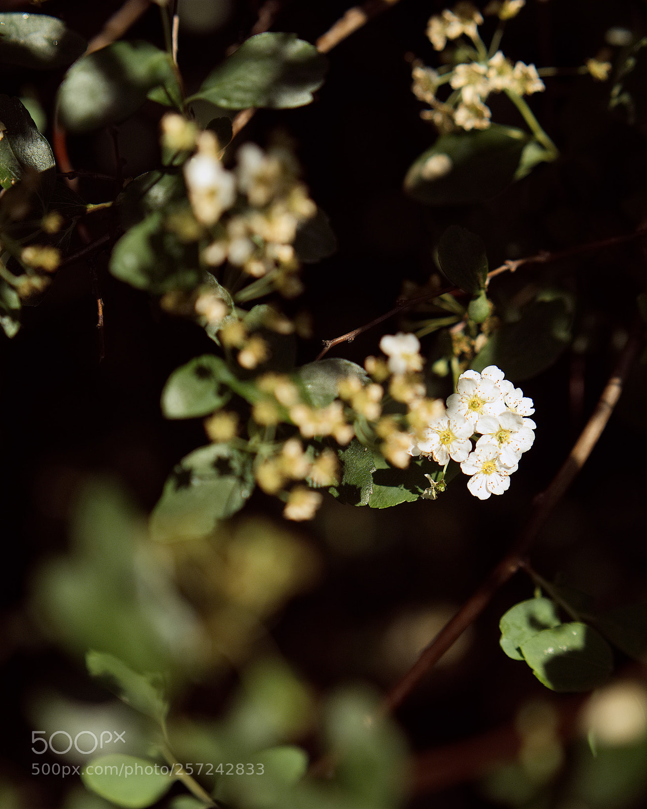 Panasonic Lumix DC-GH5 sample photo. Le printemps dans les photography