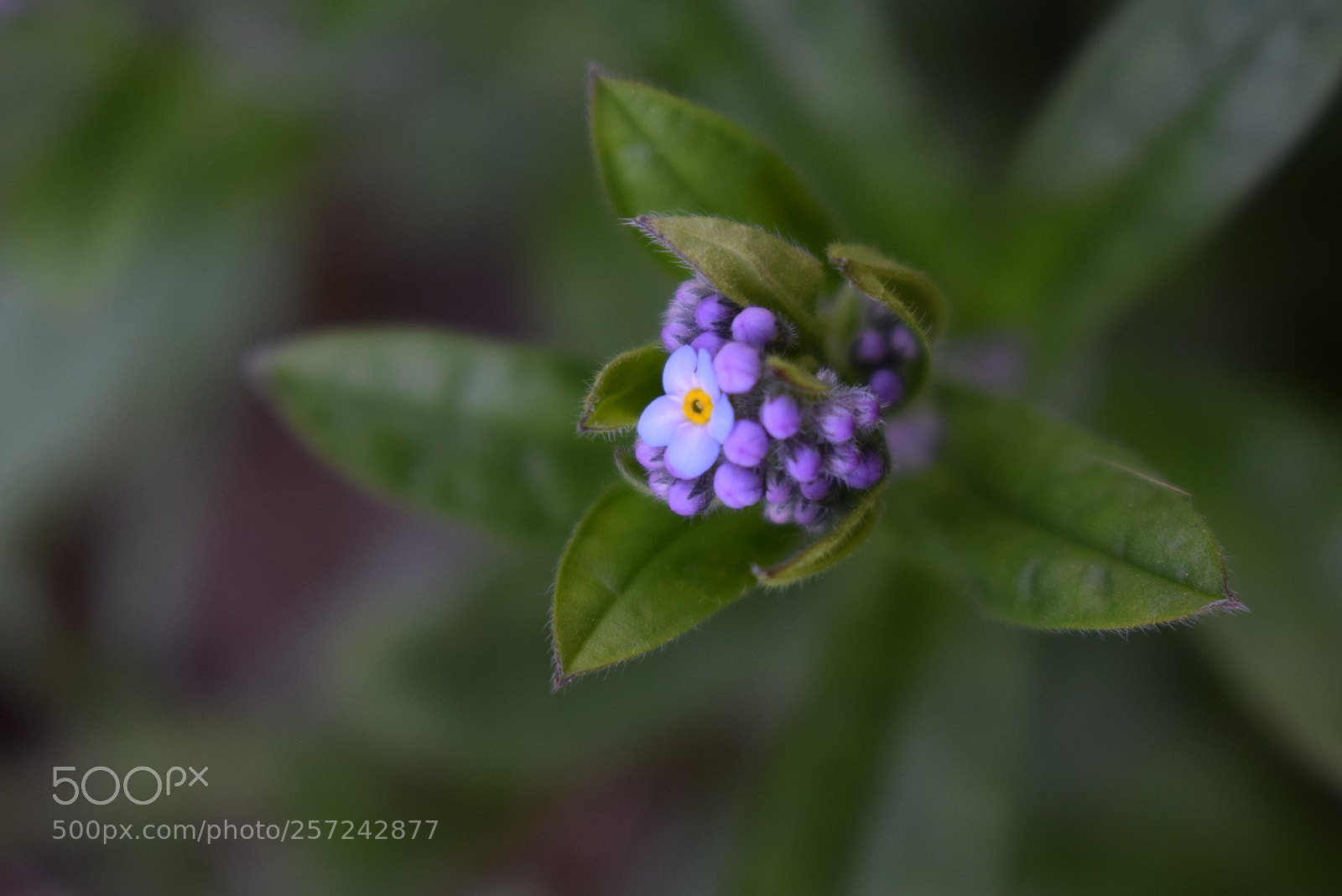 Nikon D3300 sample photo. Premiere fleur photography