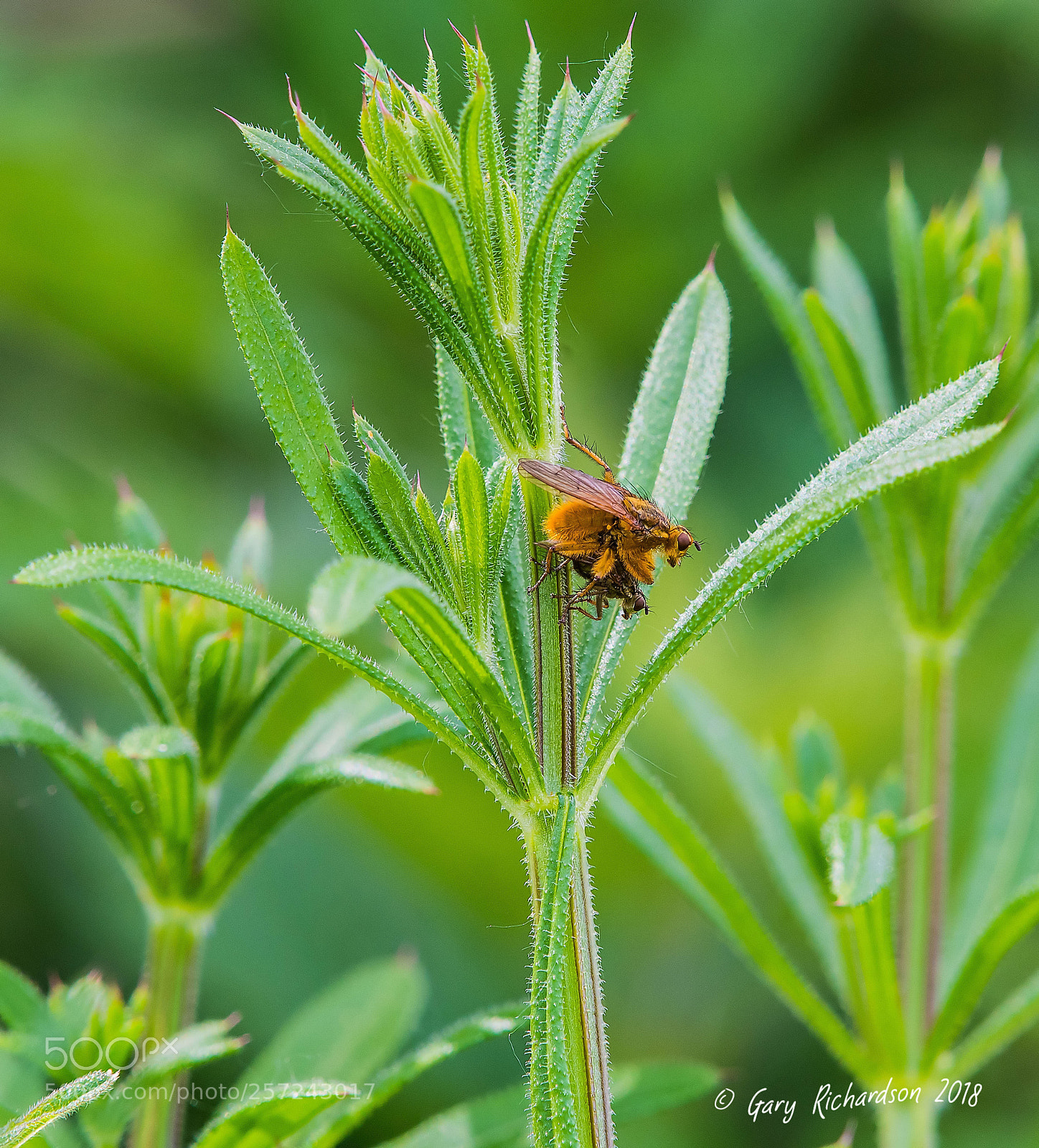 Nikon D500 sample photo. Scathophaga stercoraria photography