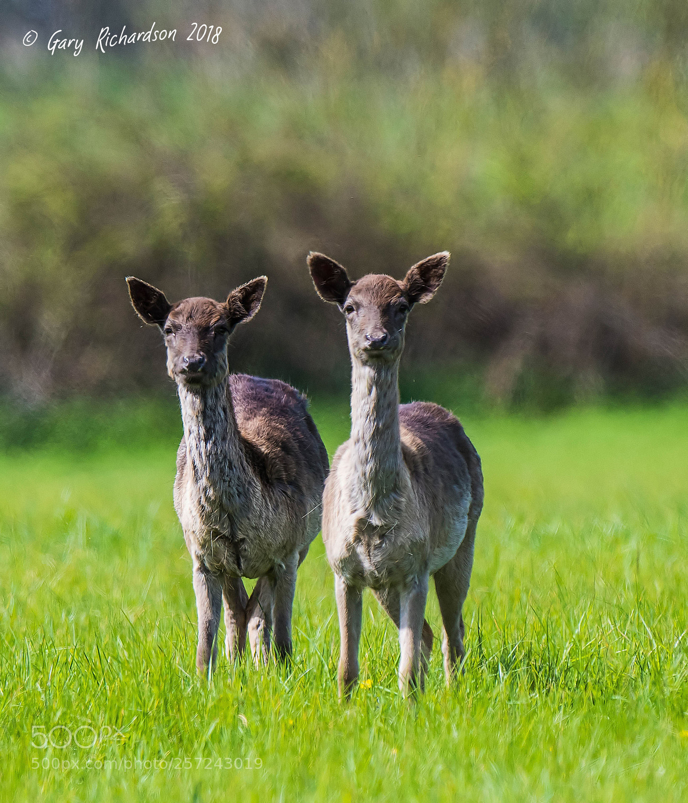 Nikon D500 sample photo. Fallow deer photography