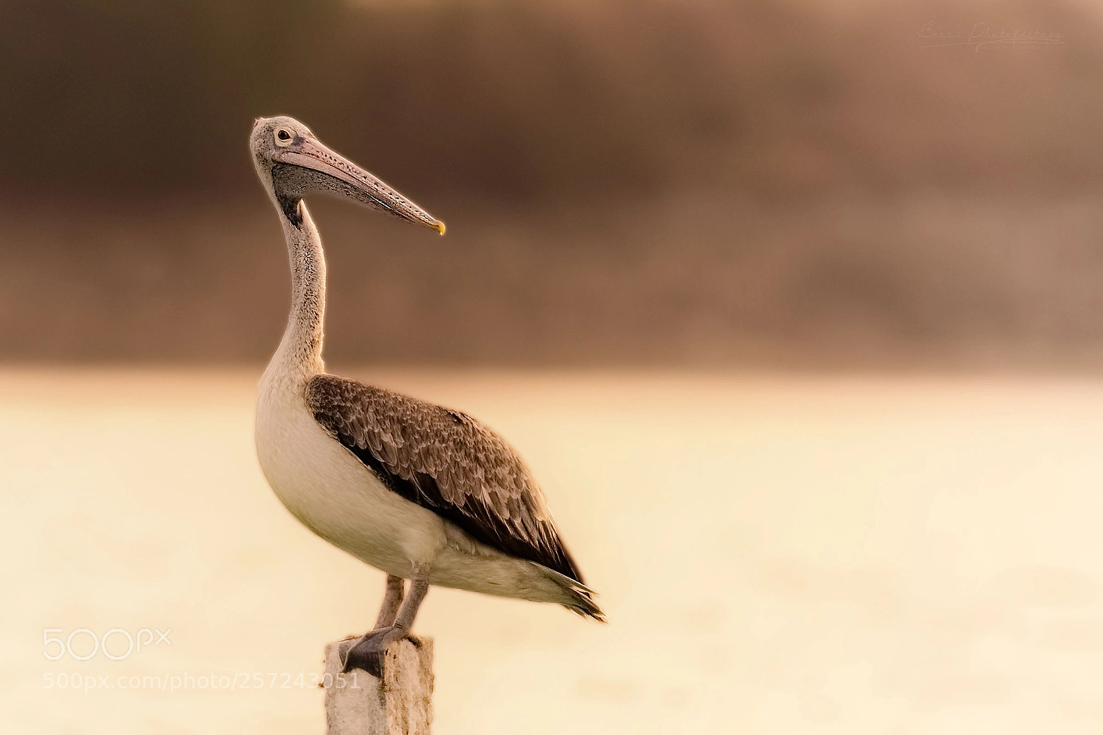 Nikon D810 sample photo. Sunsets and pelicans!! photography