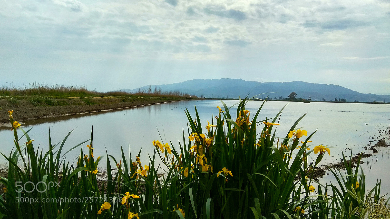 Xiaomi Redmi Note 4 sample photo. Untitled photography