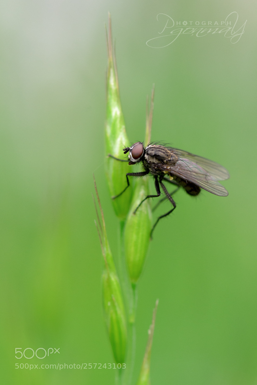 Nikon D7000 sample photo. Sarcophaga sp. photography