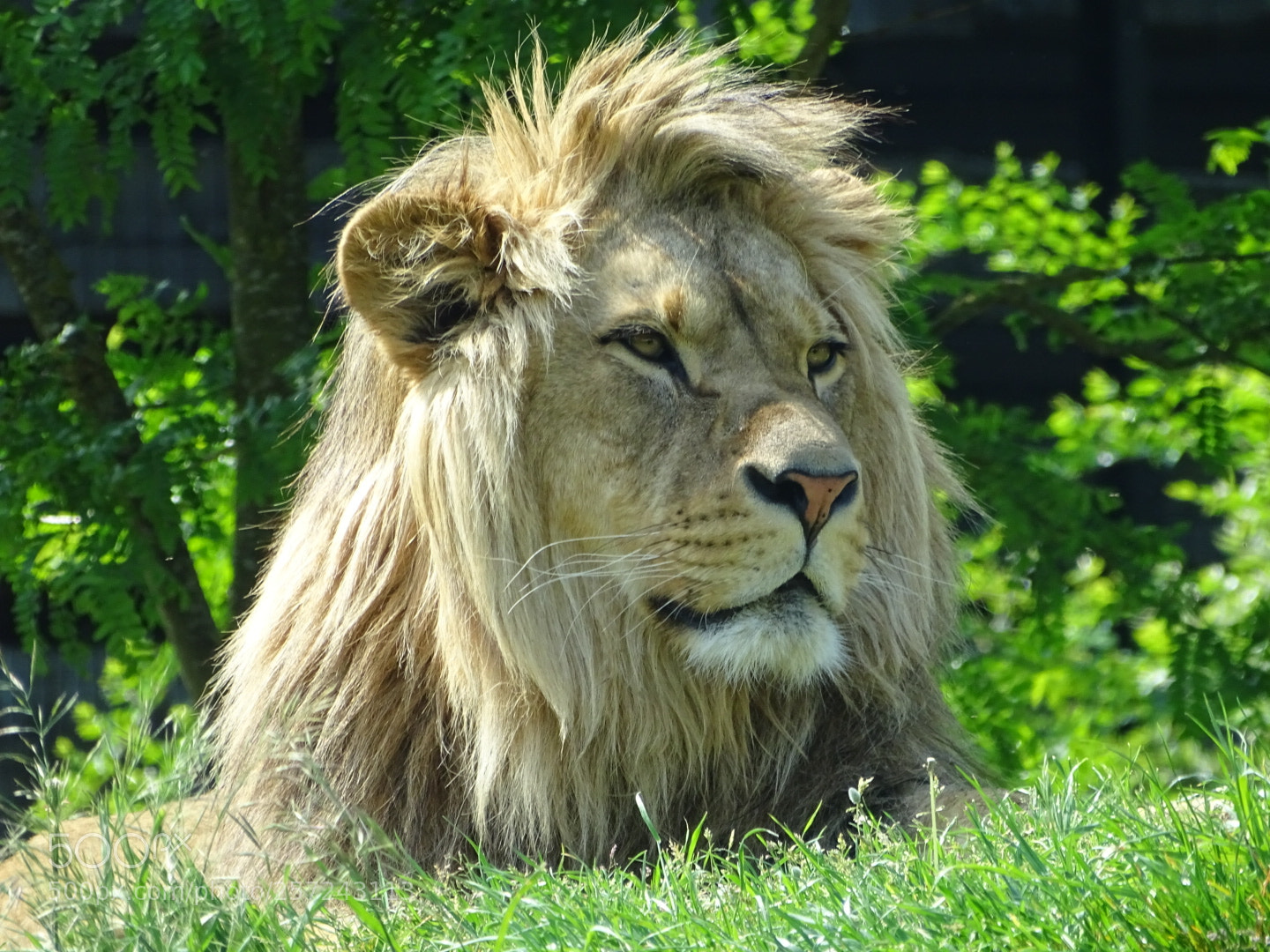 Sony Cyber-shot DSC-HX400V sample photo. Lion photography